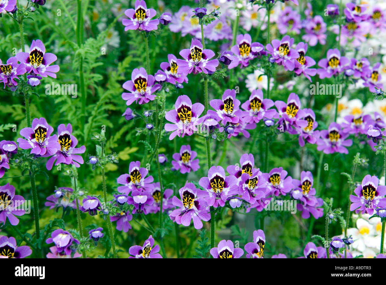 SCHIZANTHUS FLOWER ORCHID POOR MANS ORCHID AUDLEY END HOUSE DISPLAY BEAUTY STUNNING COLOUR COLOR FACE Stock Photo