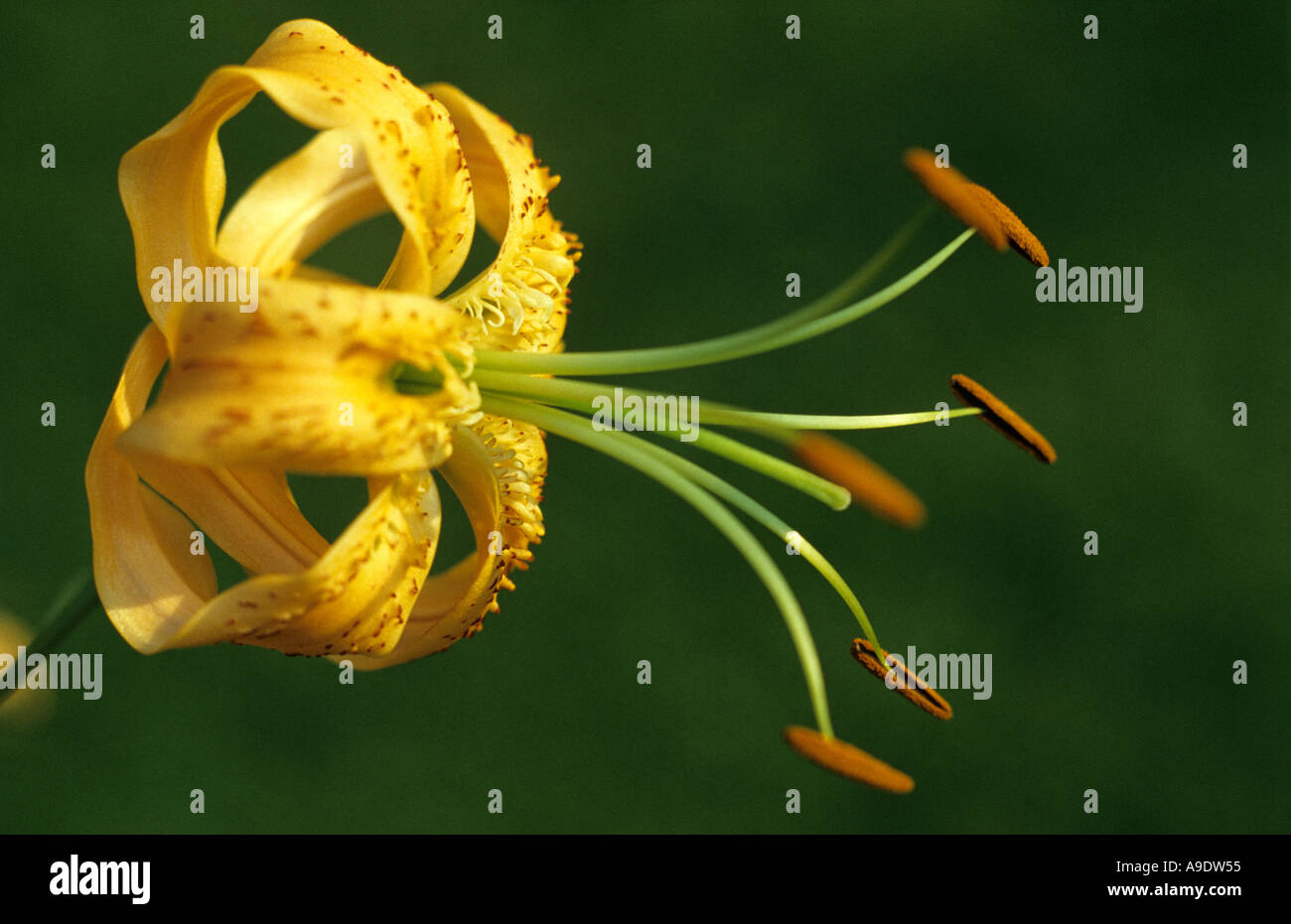 Close up of yellow lily with dark green background Stock Photo