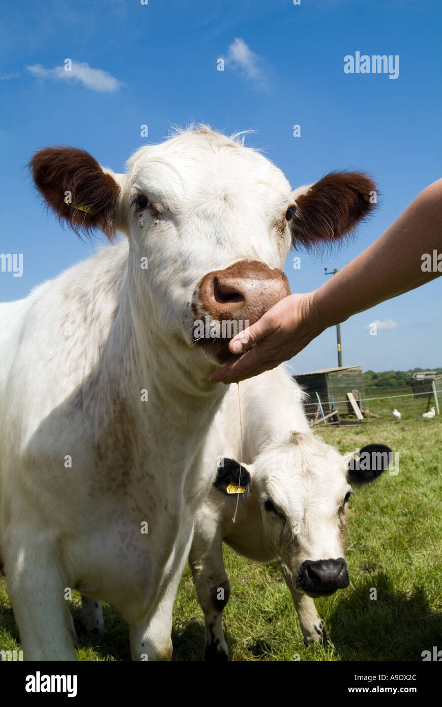 British white cows being fed in a field Stock Photo Alamy