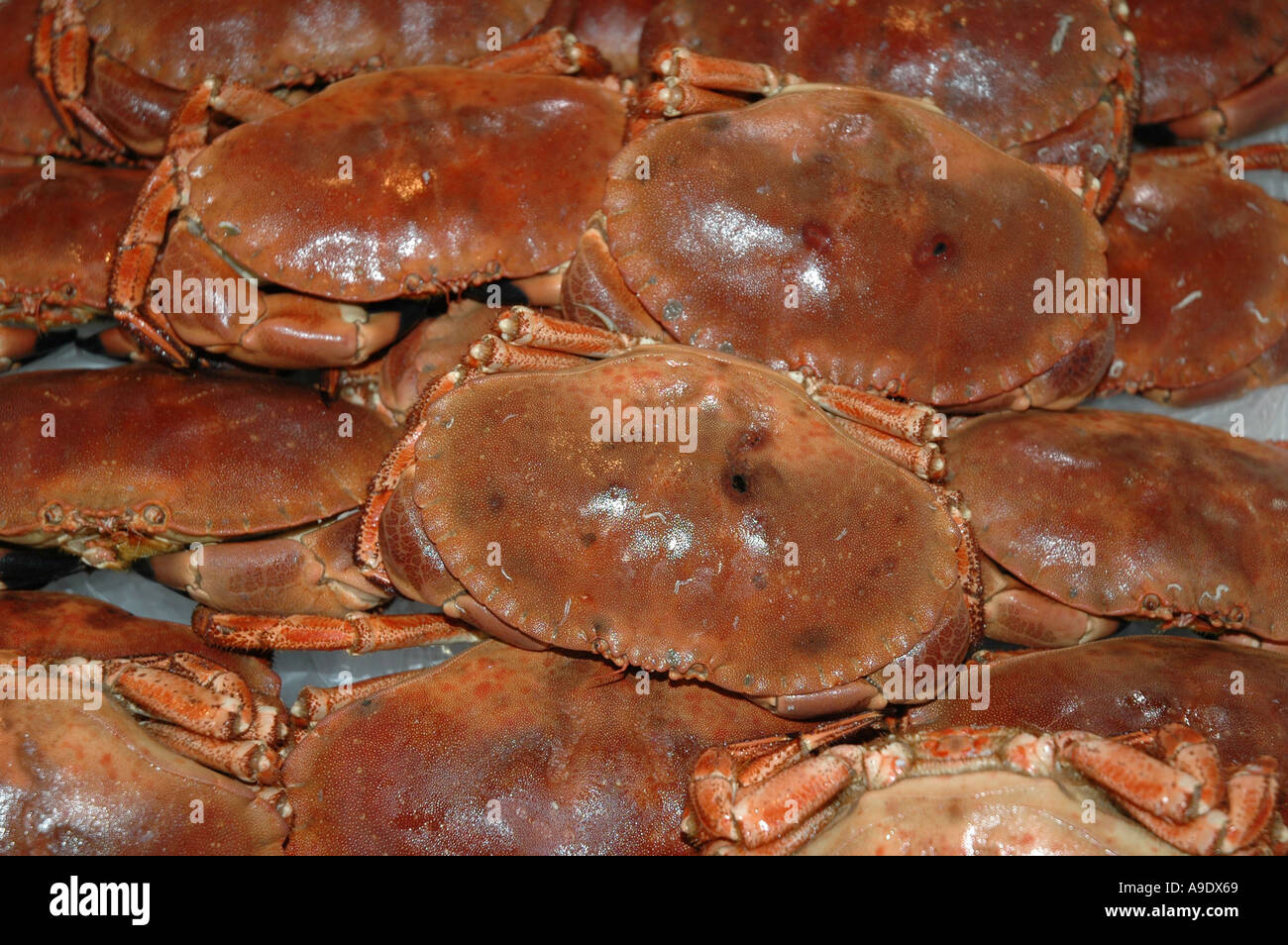 Crabs for sale at French fishmongers Stock Photo - Alamy