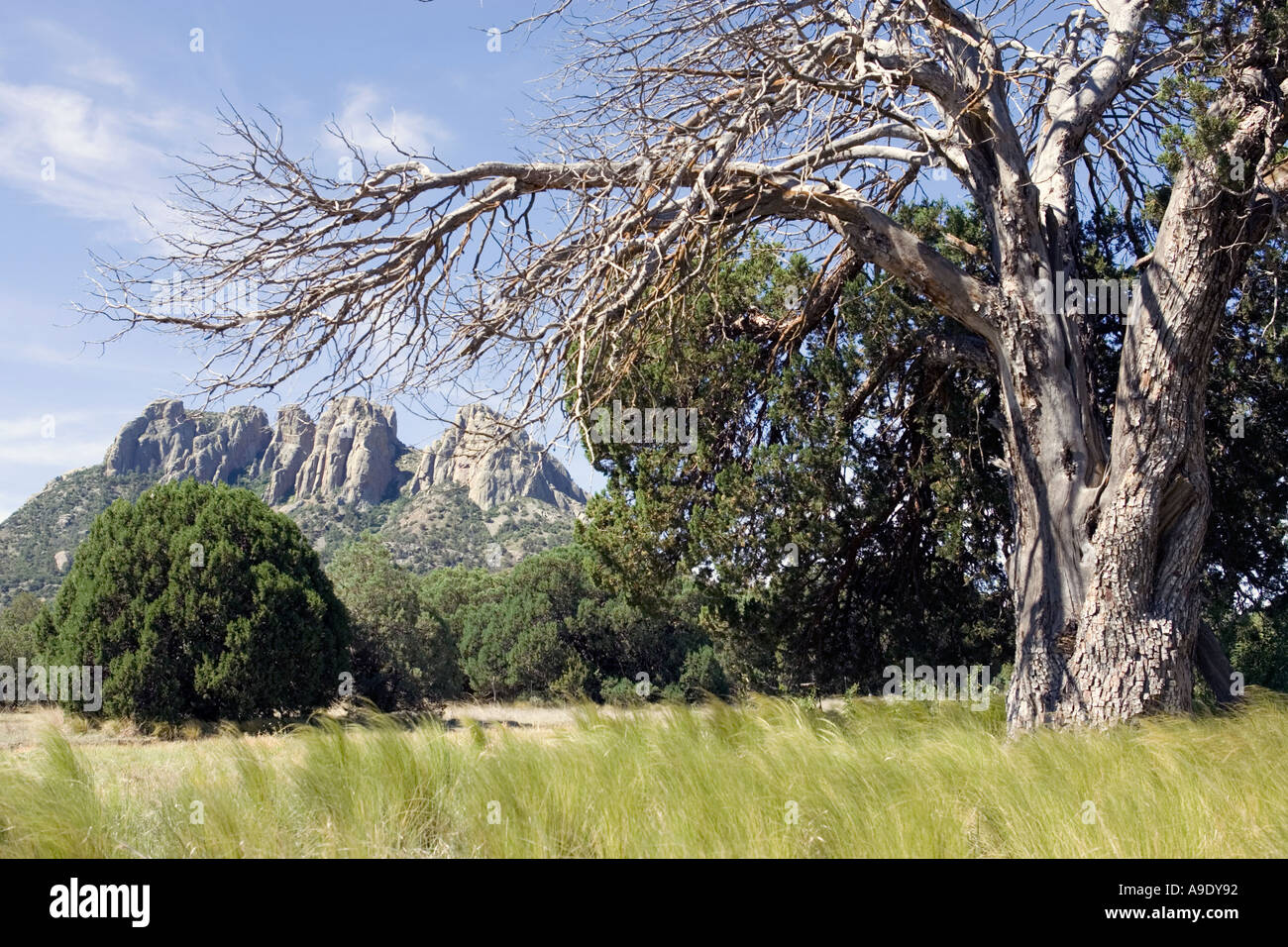 Landscape of the Davis Mountains in West Texas Stock Photo Alamy
