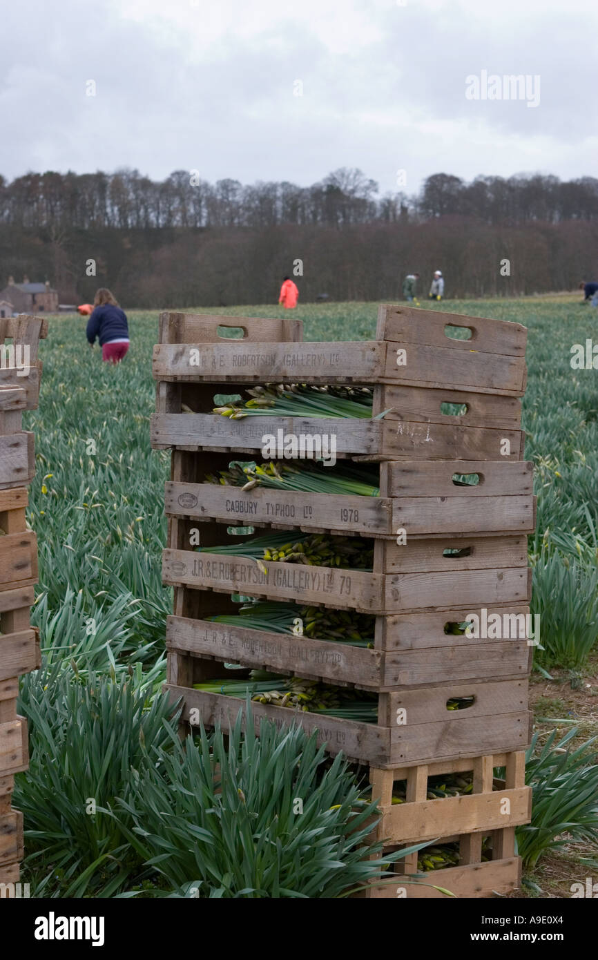 Crates of Commercial picked daffodils growing and farming rows of