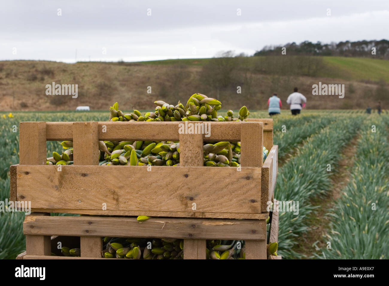Crates of Commercial picked daffodils growing and farming rows of