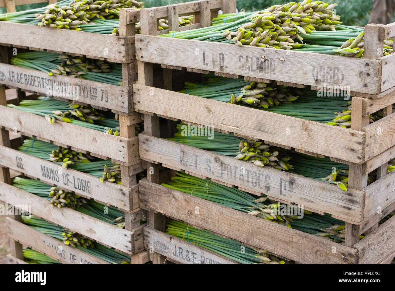 Crates of Commercial picked daffodils growing and farming rows of