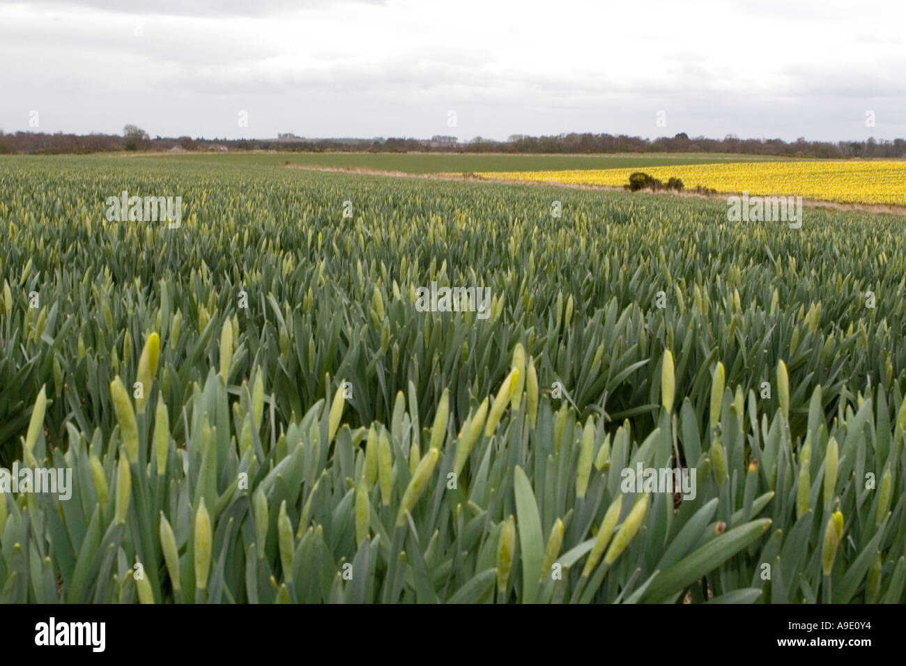 Spring - Rows of commercially grown daffodils grown for bulbs in North ...