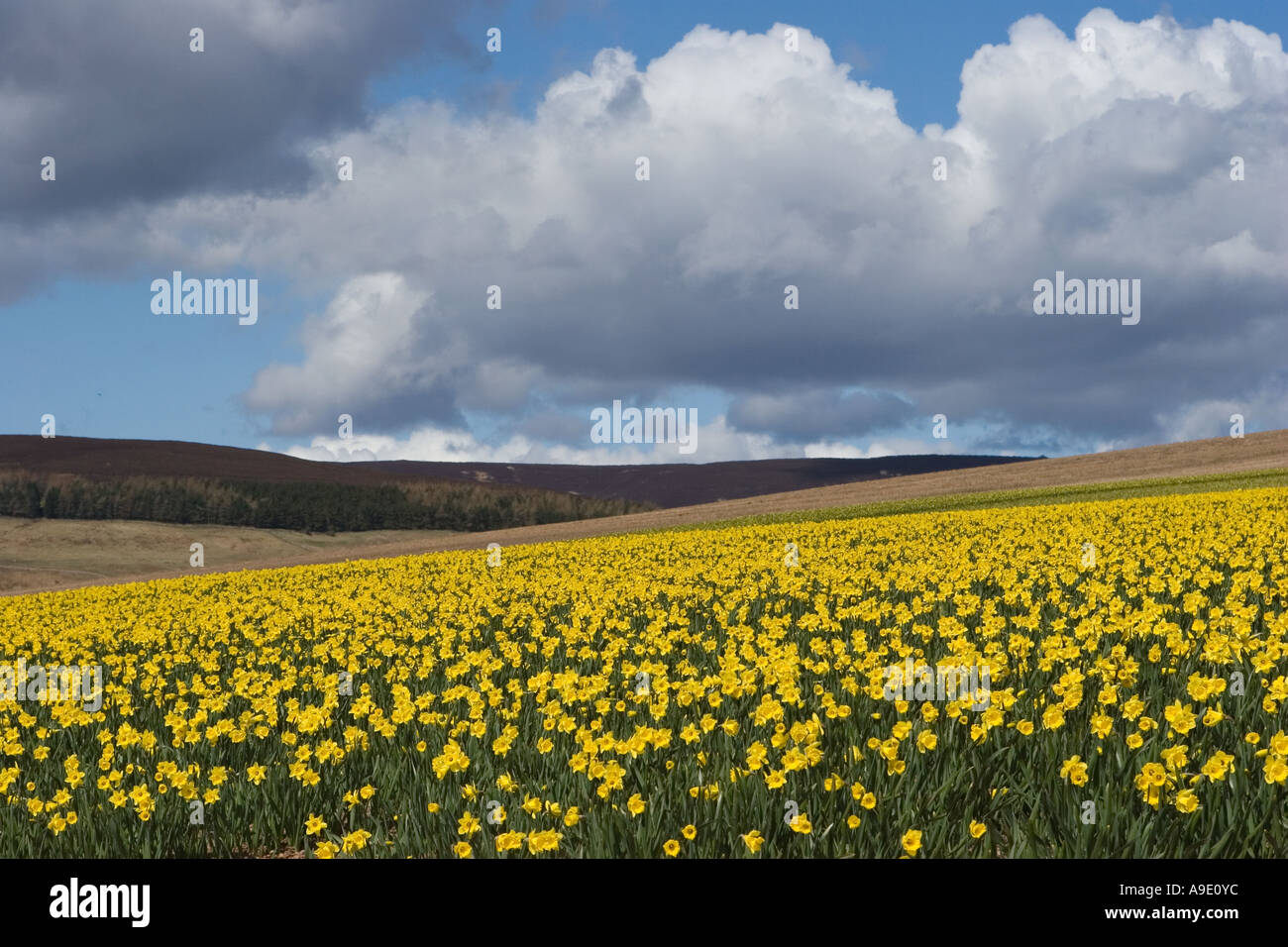 Spring - Rows of commercially grown daffodils grown for bulbs in North ...