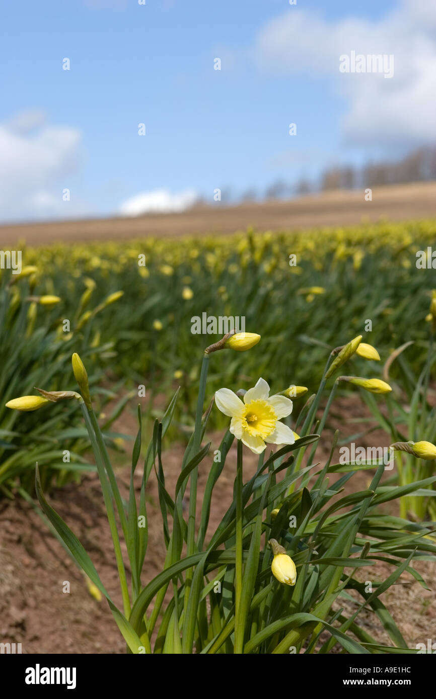 Spring Rows of commercially grown daffodils grown for bulbs in North