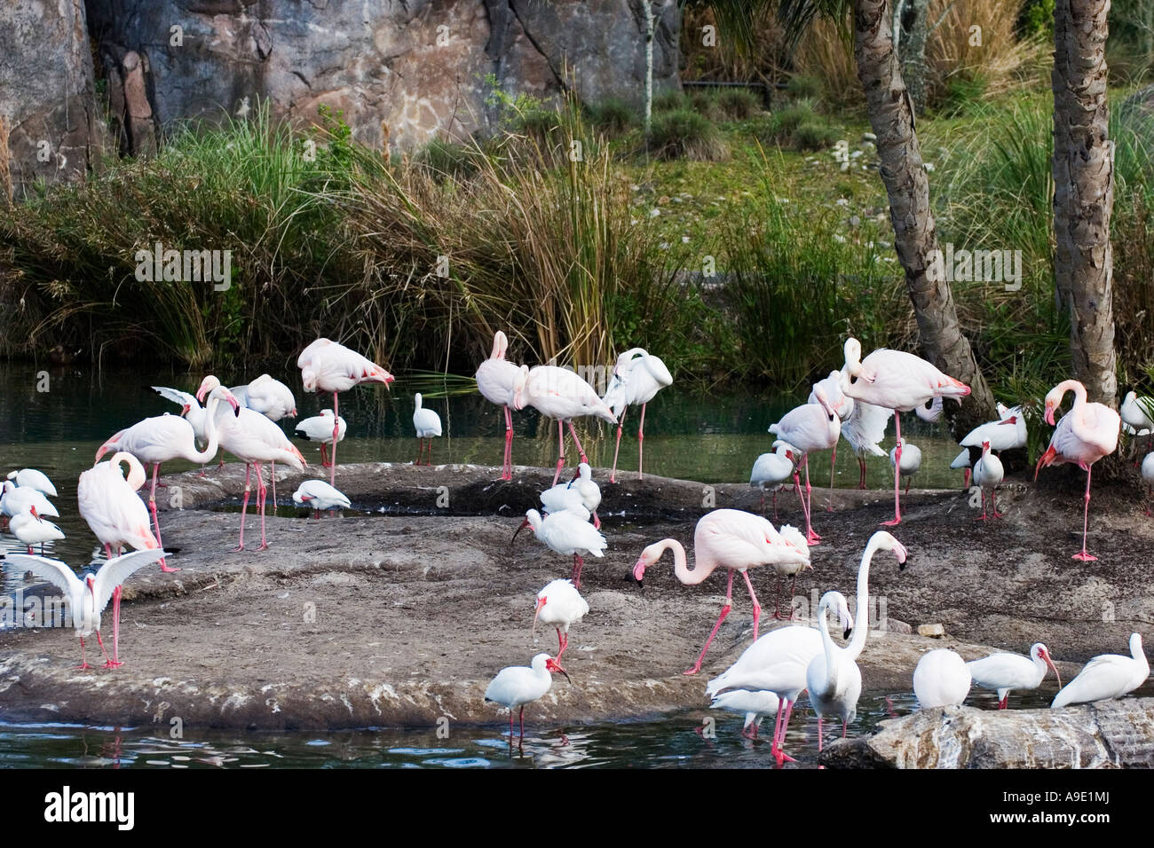 Captive Flamingos at Disney Orlando's Animal Kingdom theme park Stock