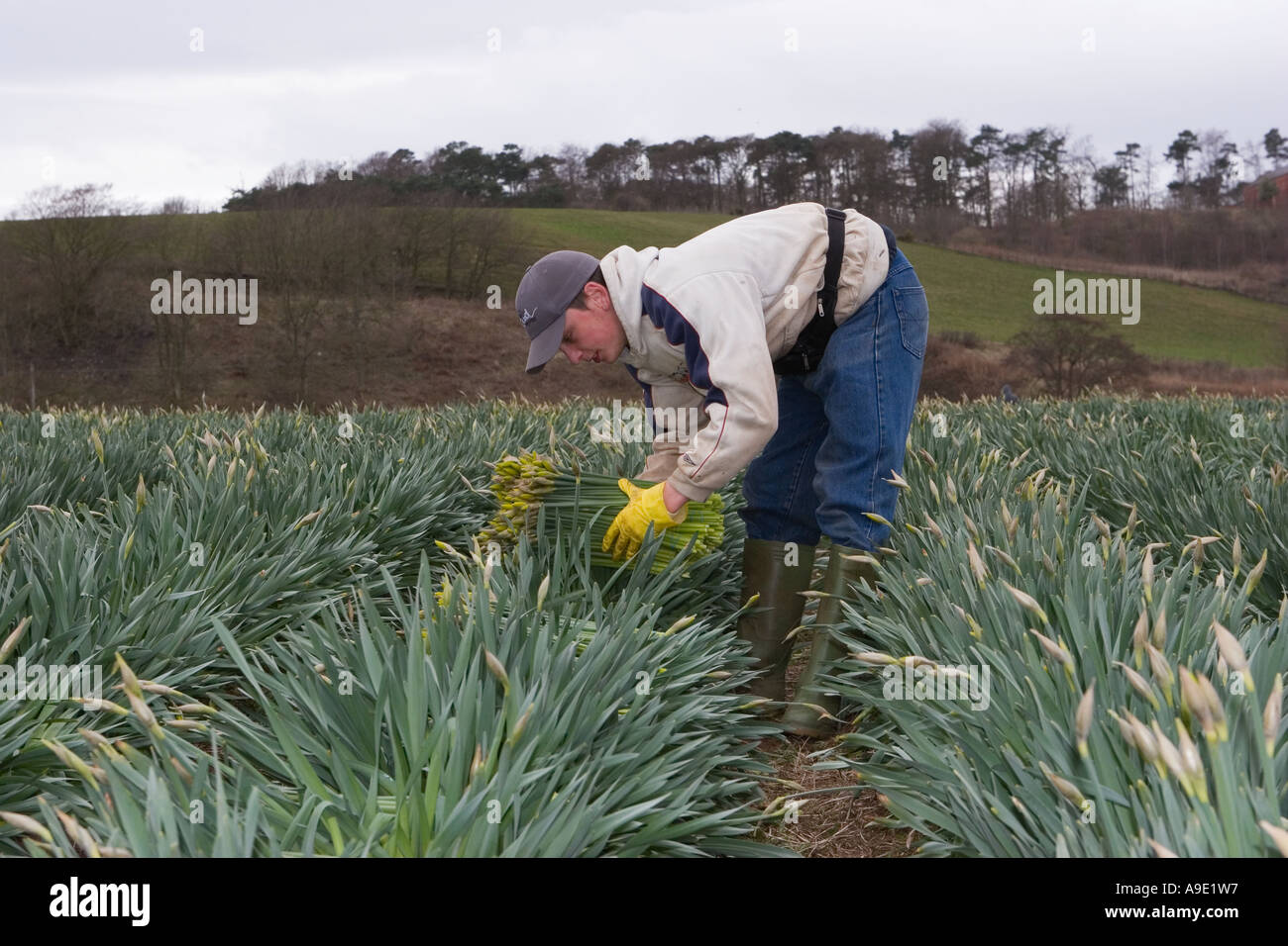Commercial Daffodil picker, picking and harvesting daffodil blooms at