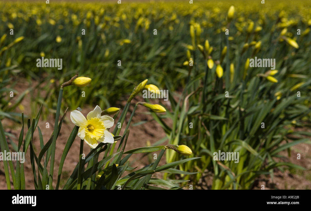 Spring Rows of commercially grown daffodils grown for bulbs in North ...