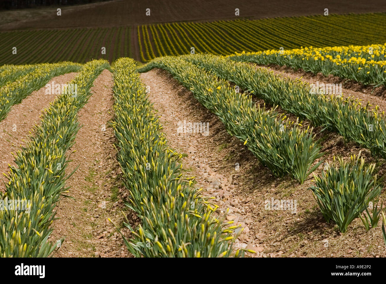 Spring Rows of commercially grown daffodils grown for bulbs in North ...