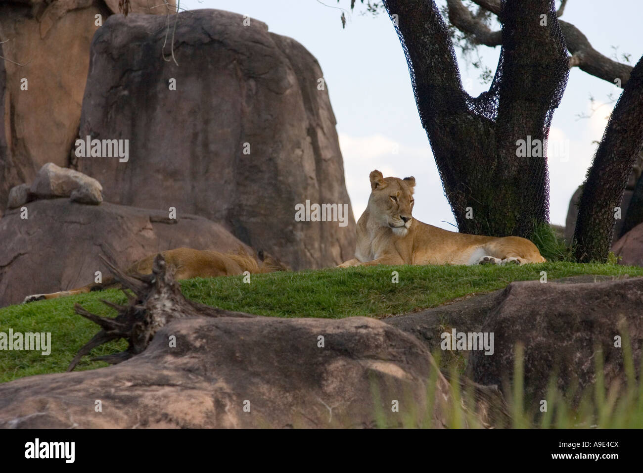 Lioness at Disney Orlando's Animal Kingdom theme park Stock Photo
