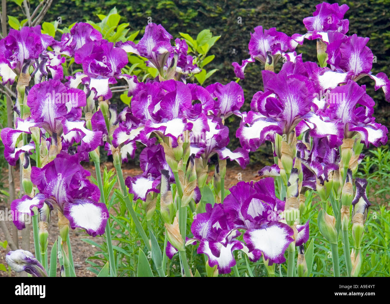 Violet Iris "Going my way" flowers blooming Stock Photo Alamy