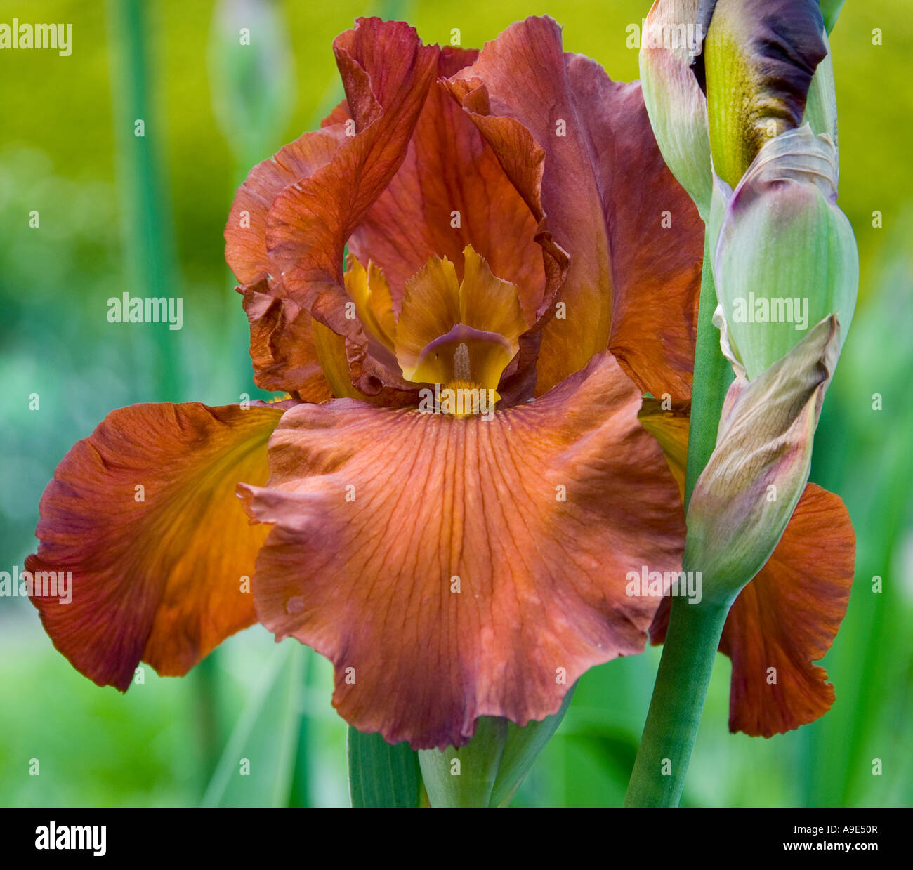 Iris dutch chocolate hi-res stock photography and images - Alamy