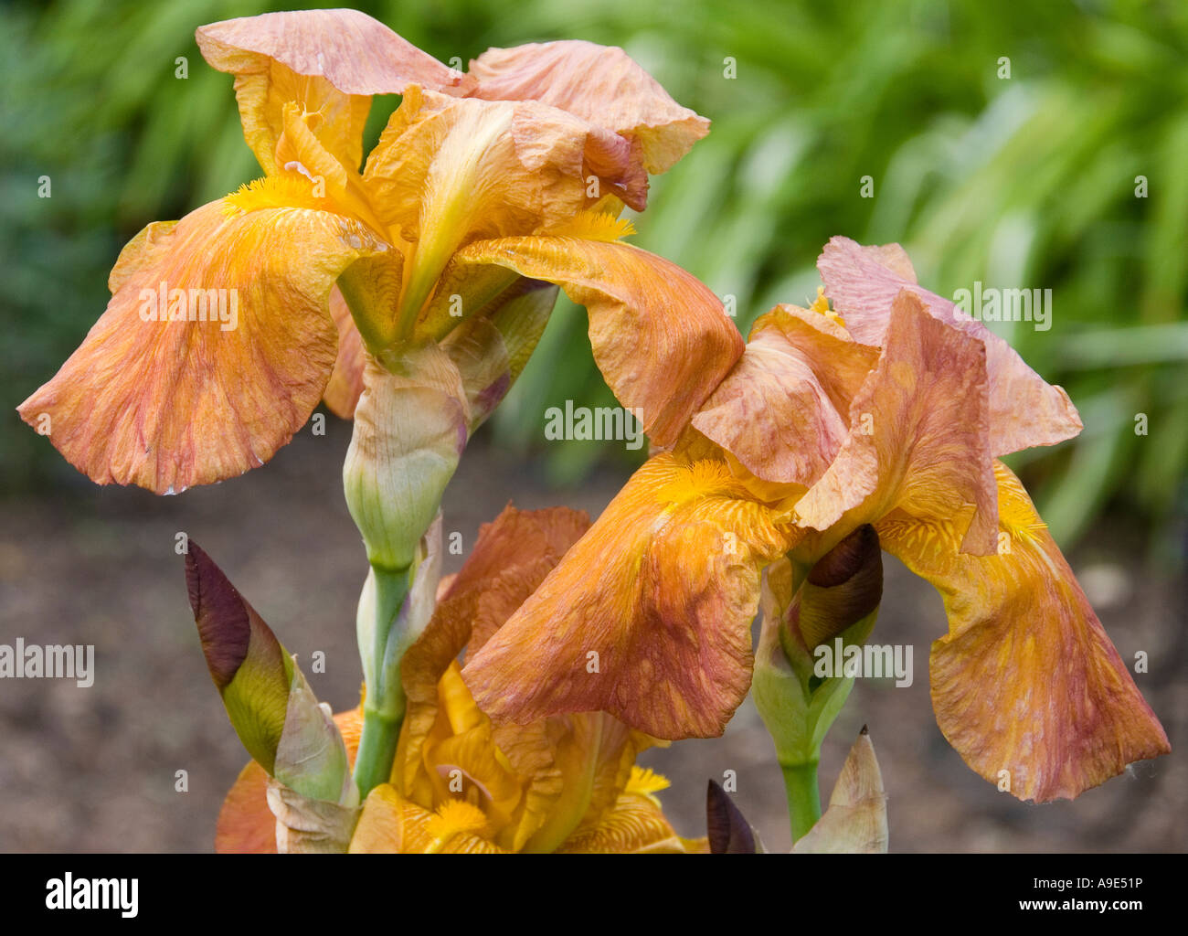Brown Iris "Prairie sunset" flowers blooming Stock Photo Alamy