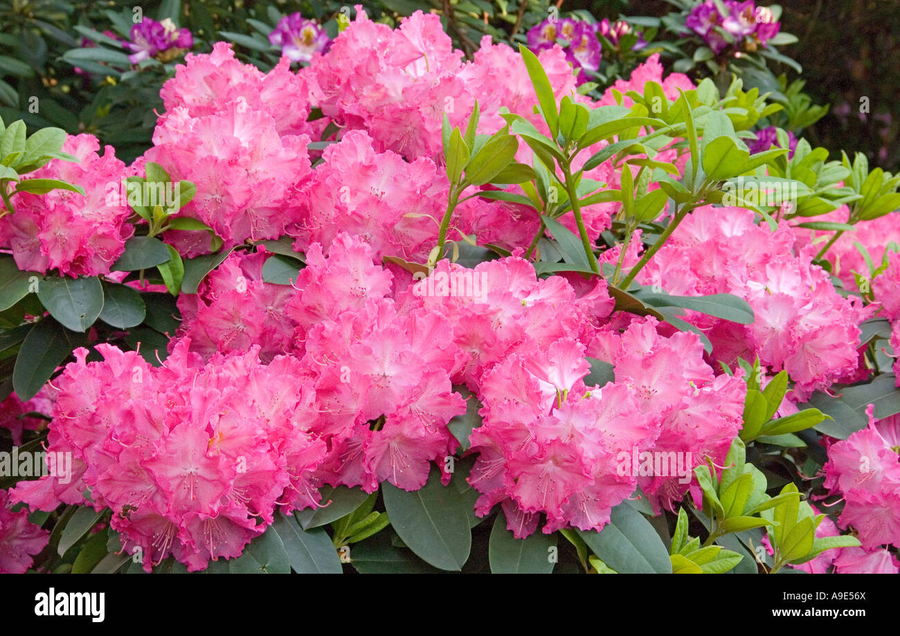 Purple Rhododendron 'Germania' blooming Stock Photo
