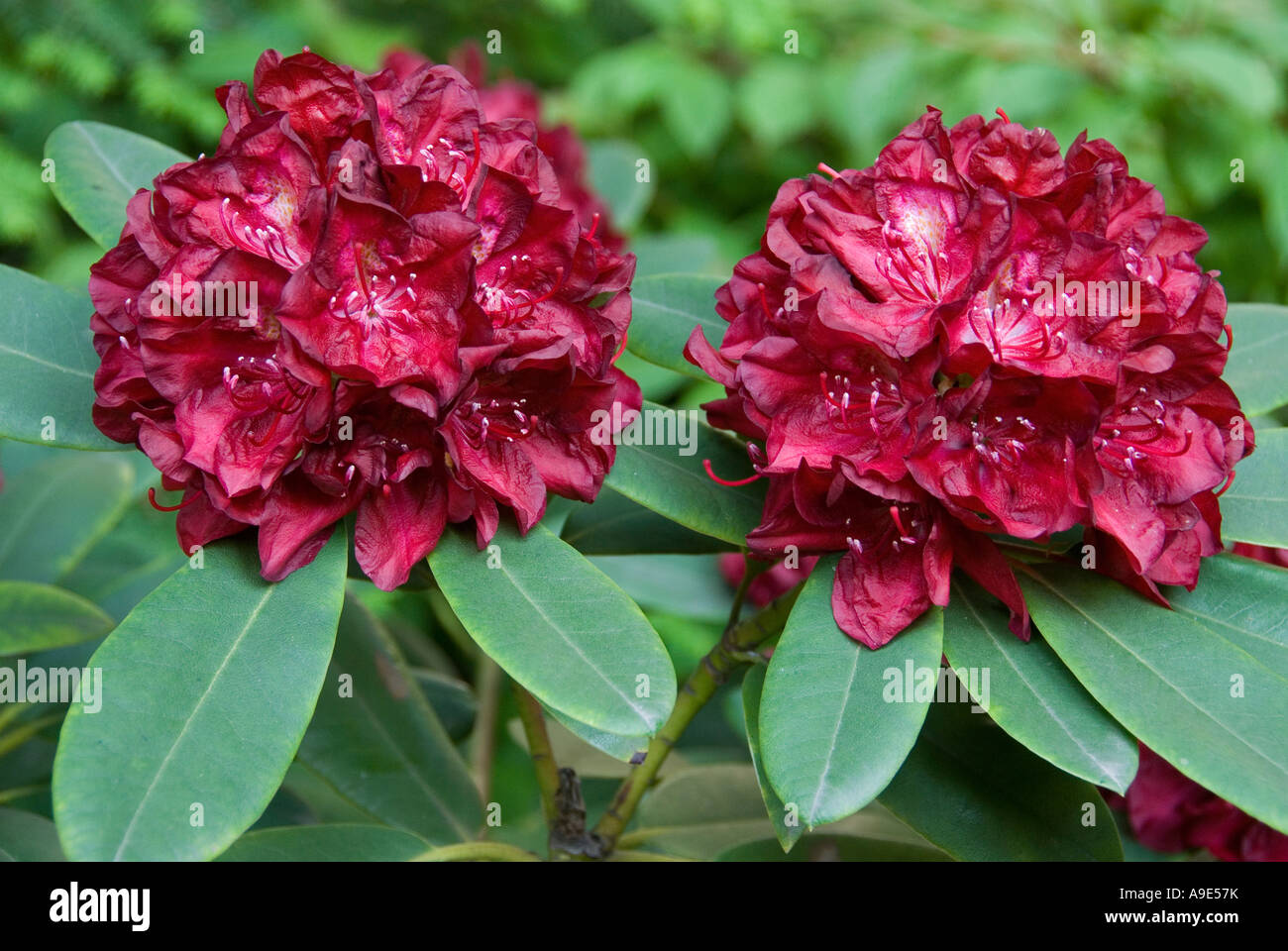 Dark Red Rhododendron 'Francesca' blooming Stock Photo
