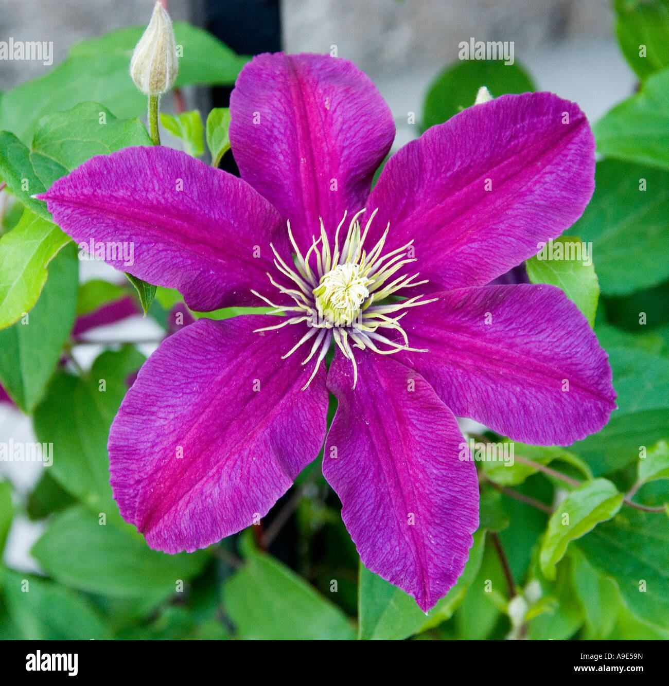 Purple Clematis flower close up Stock Photo - Alamy