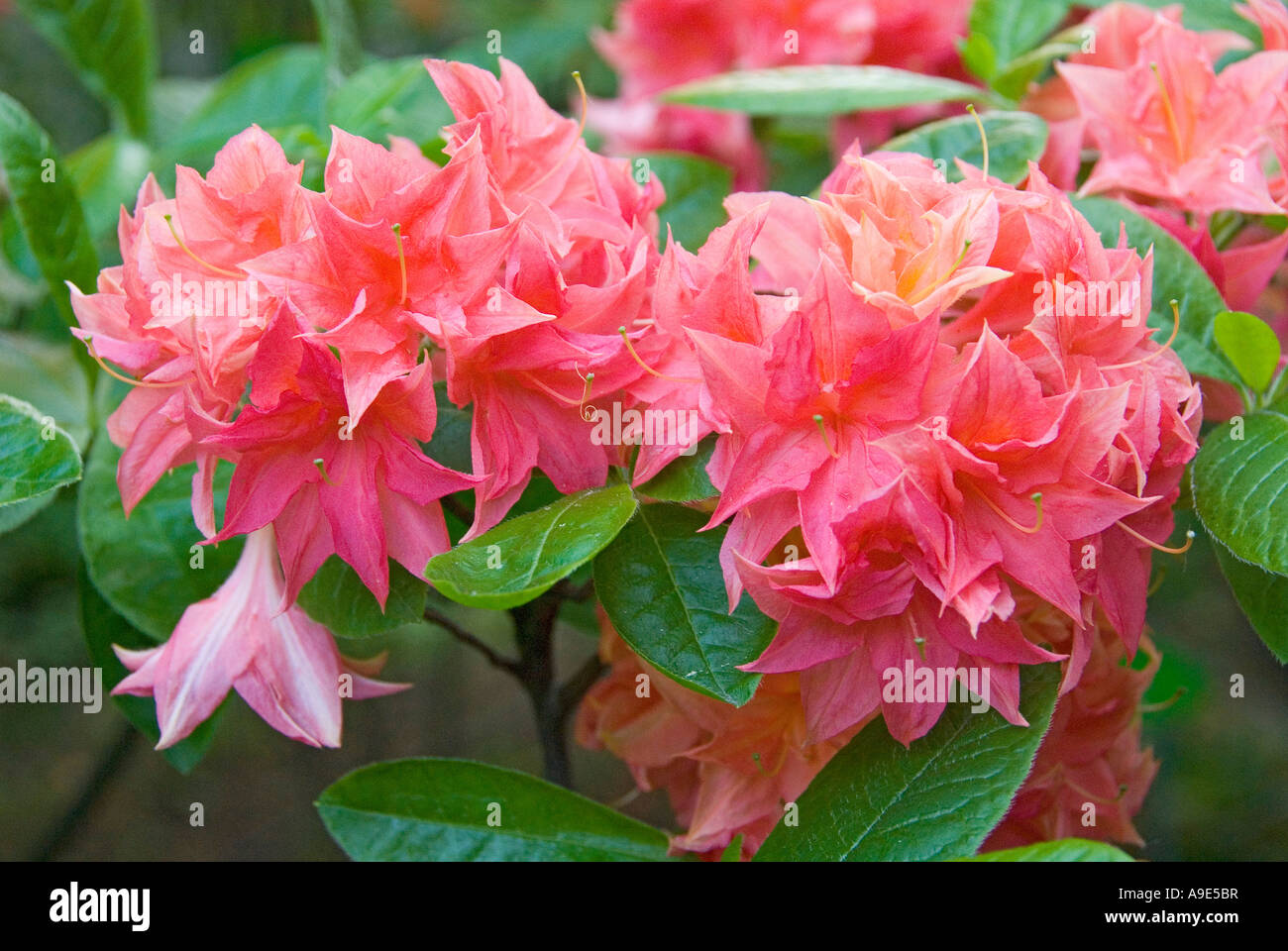 Red Rhododendron 'Norma' blooming Stock Photo