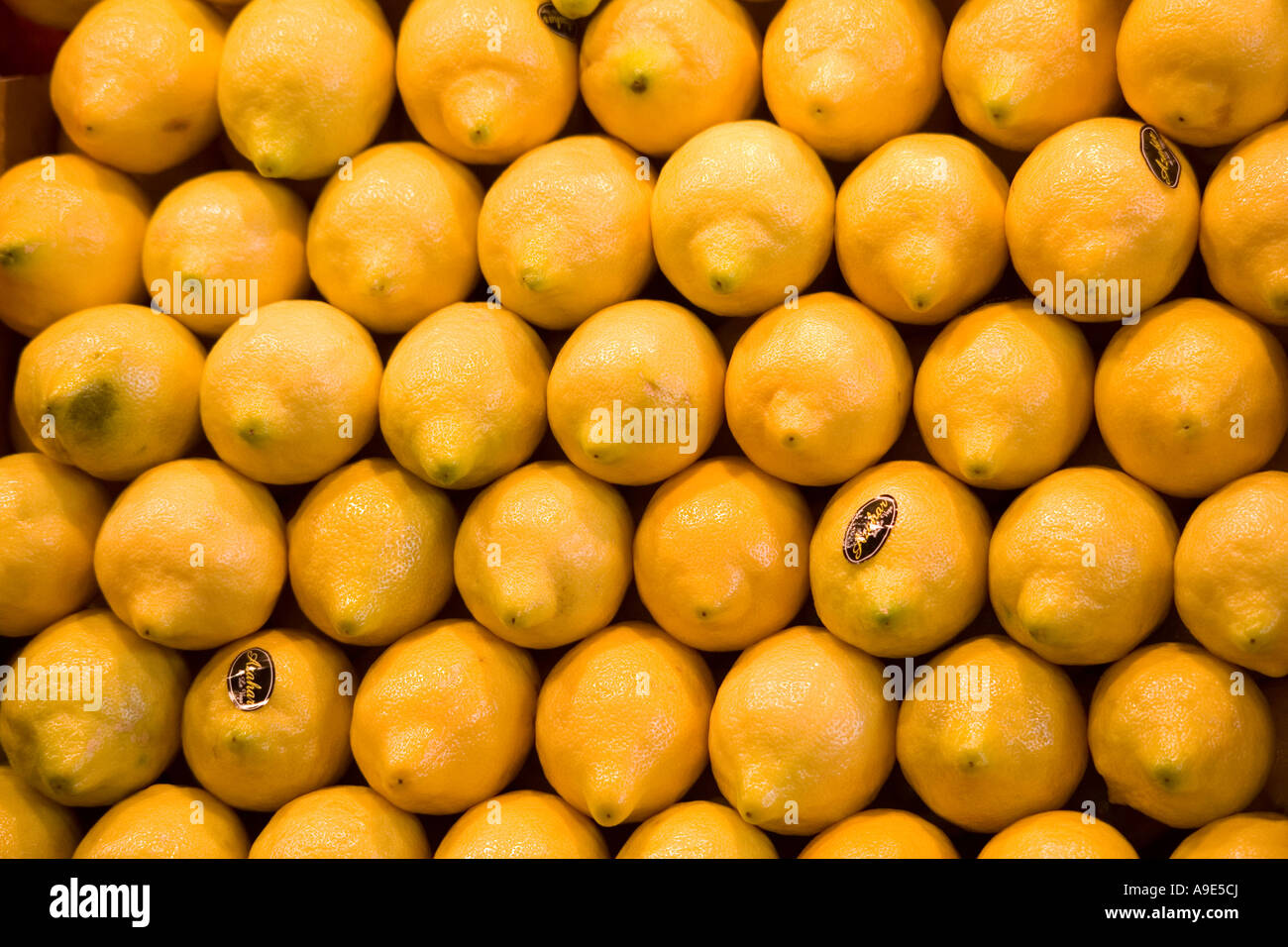 Lemons ready to sell in market of  la boqueria Stock Photo