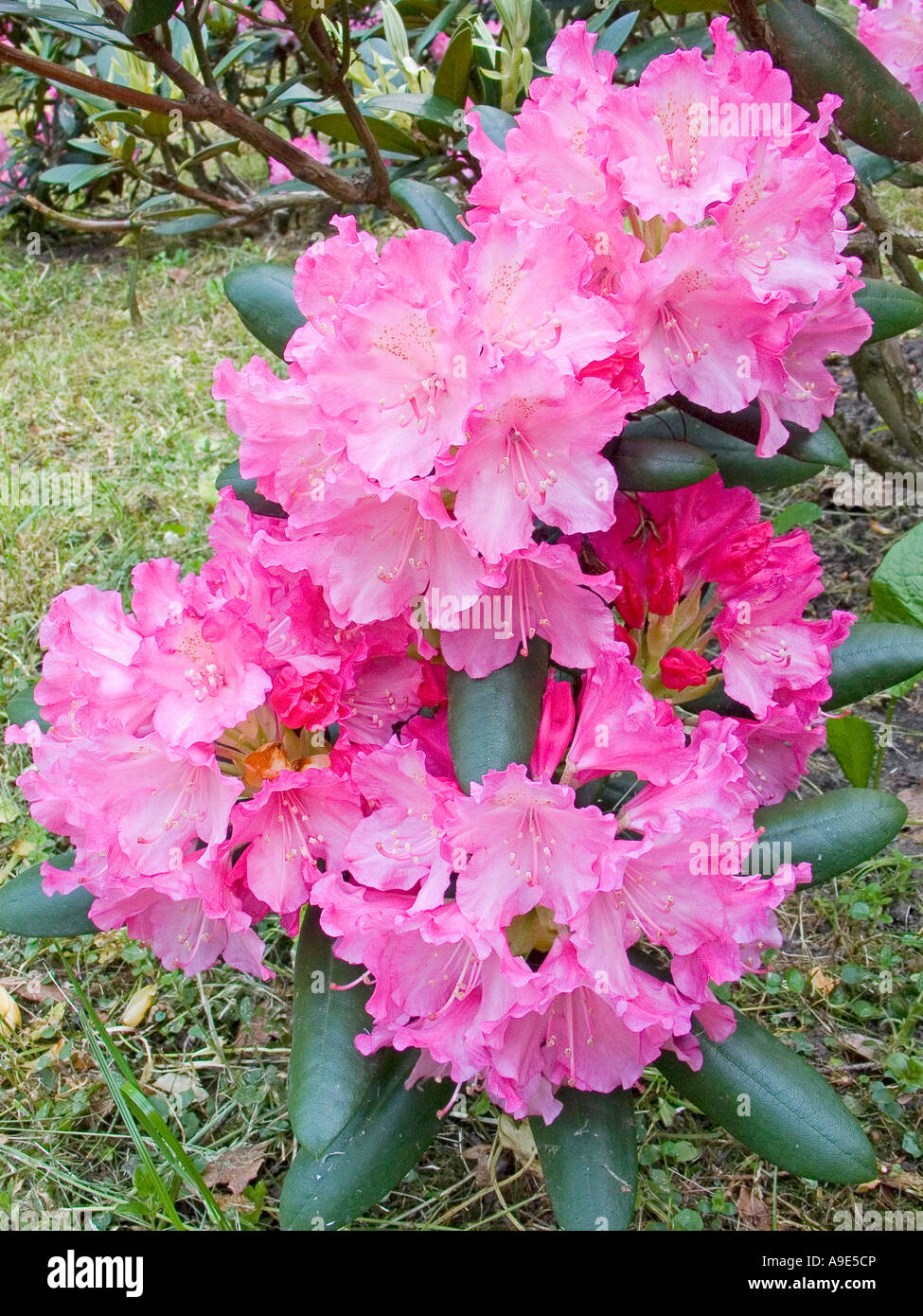 Pink Rhododendrum Pink rhododendron blooming Stock Photo - Alamy