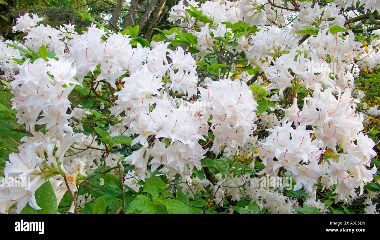 Witte Rhodondendron White rhododendron blooming Stock Photo - Alamy