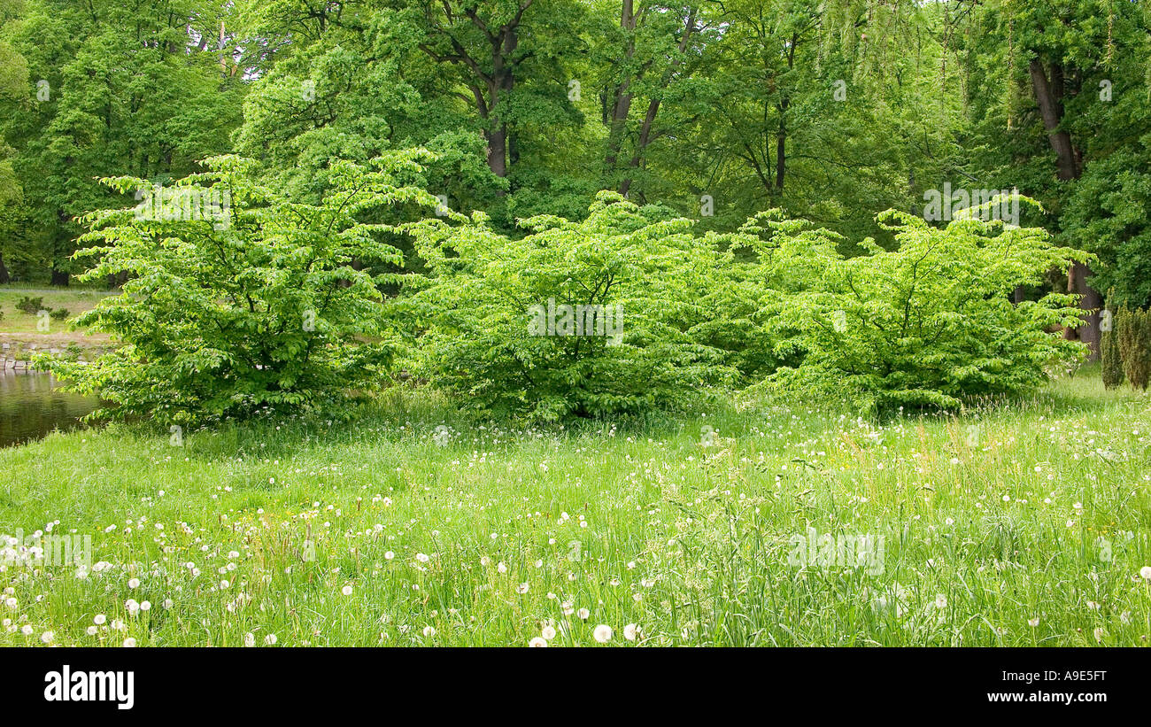 Young beech trees in the springtime Fagus sylvatica Stock Photo