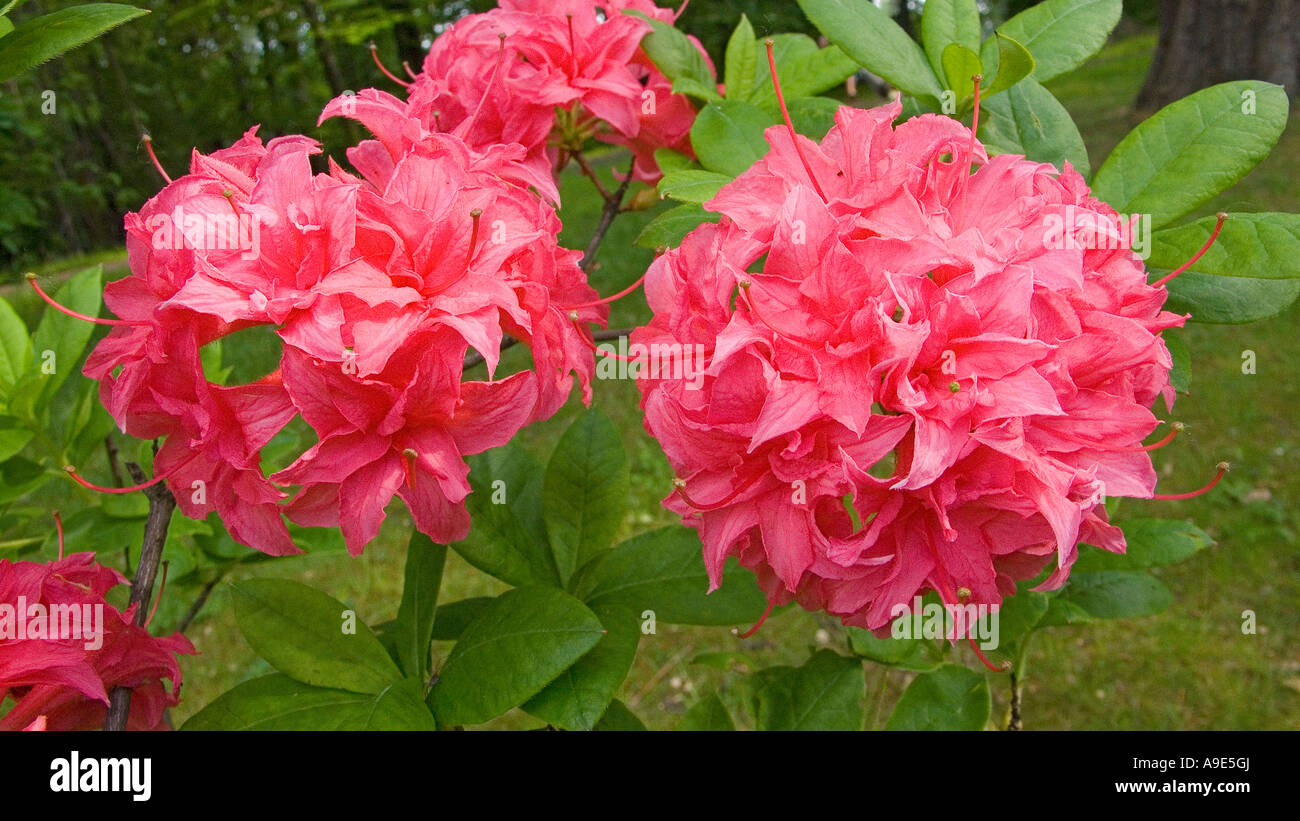 Red Rhododendron 'Norma' blooming Stock Photo
