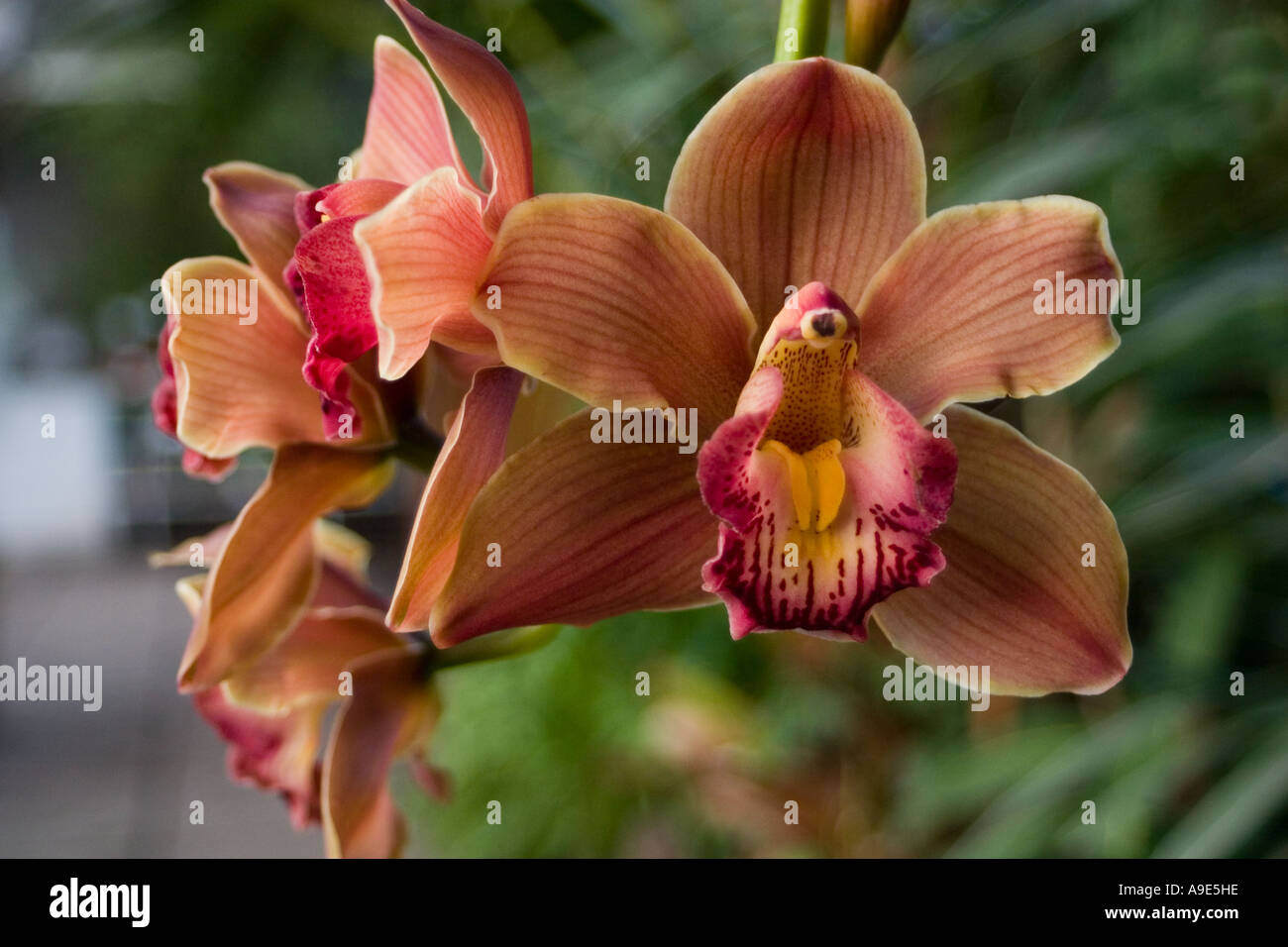 Orhids Stock Photo
