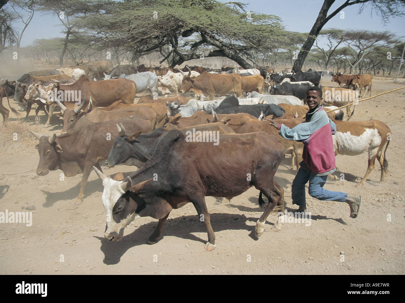 Herdsboy running with cattle on road Lake Langano Ethiopia Stock Photo
