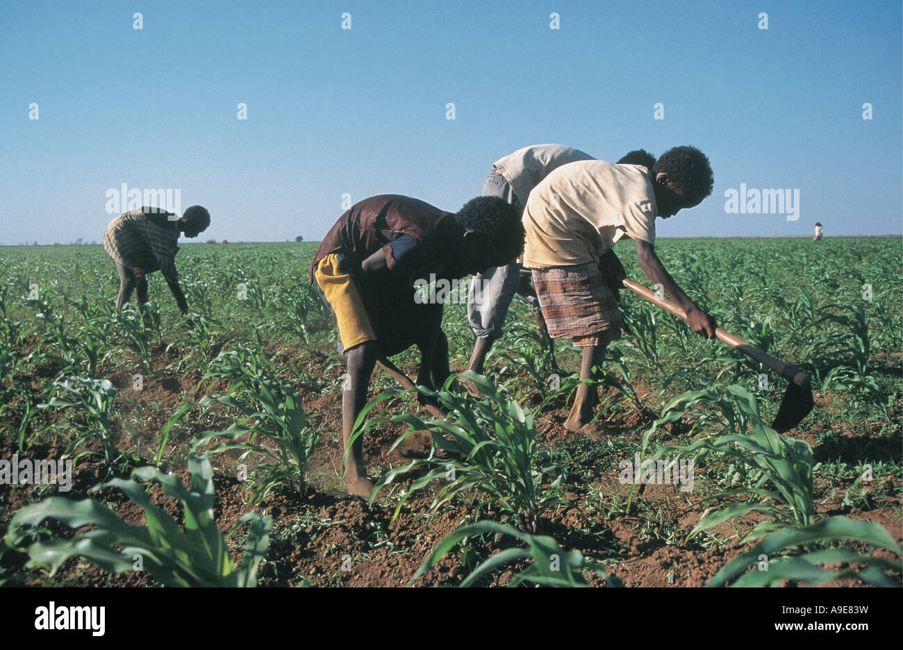Men weeding crops of maize Gode Ethiopia Stock Photo