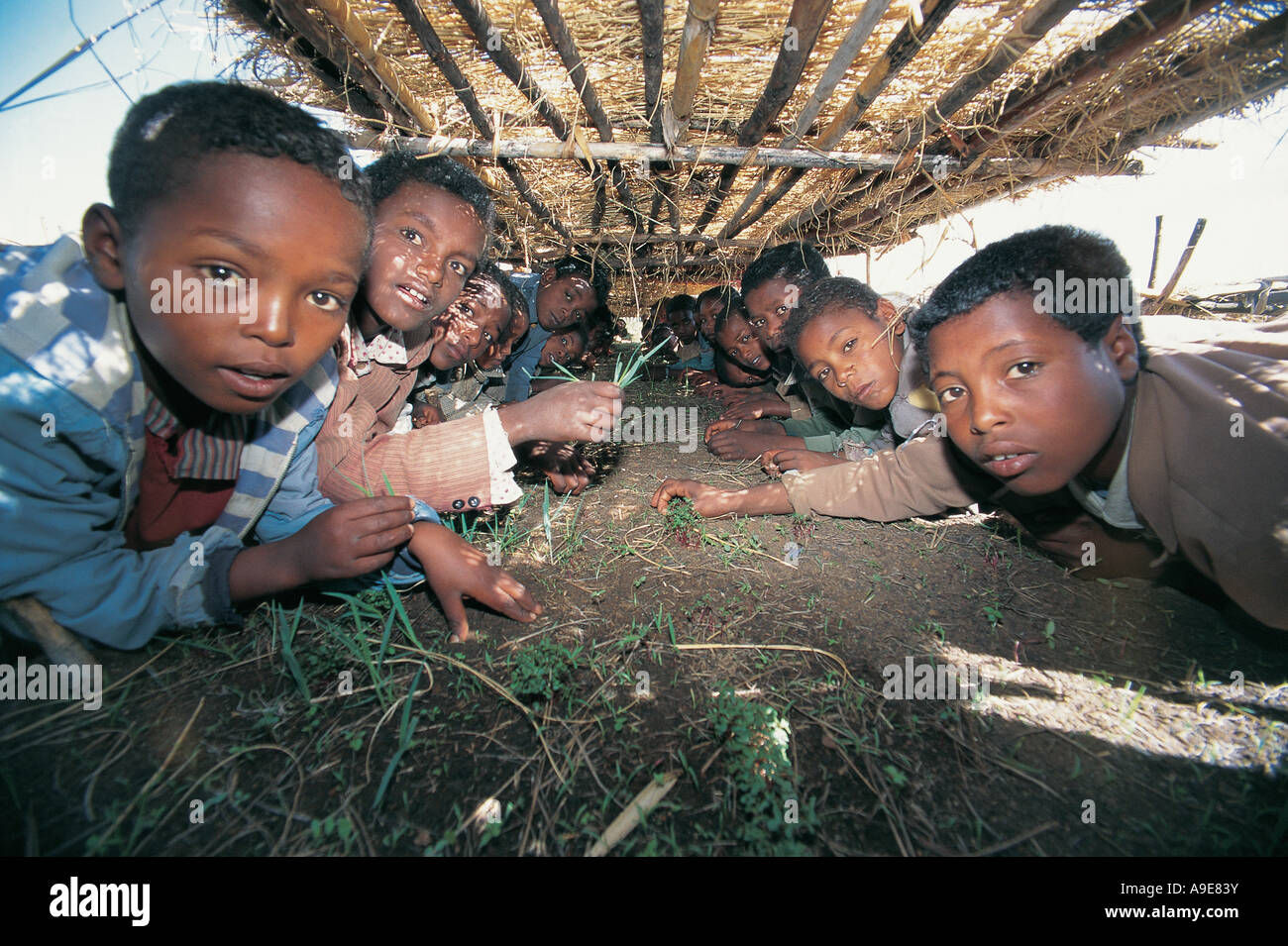 School nursery education program selling saplings for school book money Ginchi Ethiopia Stock Photo