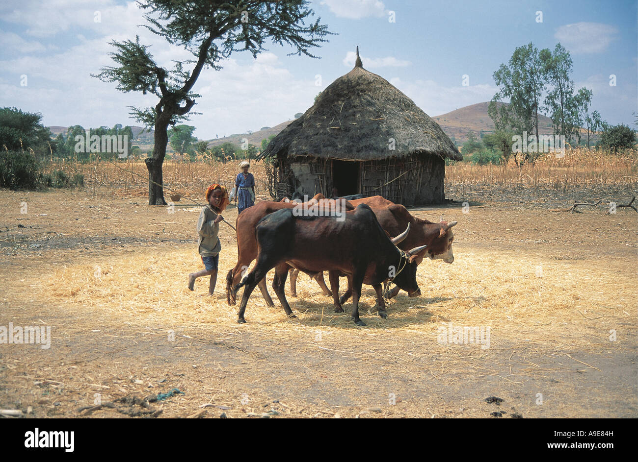 A young boy using cattle to thresh grain Mekele Ethiopia Stock Photo