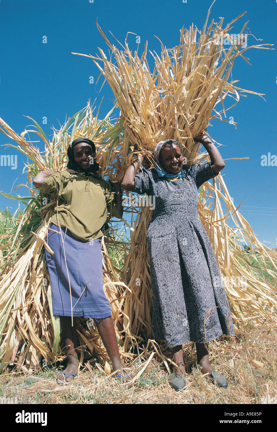 Women harvesting elephant grass for animal fodder Alemaya Ethiopia Stock Photo