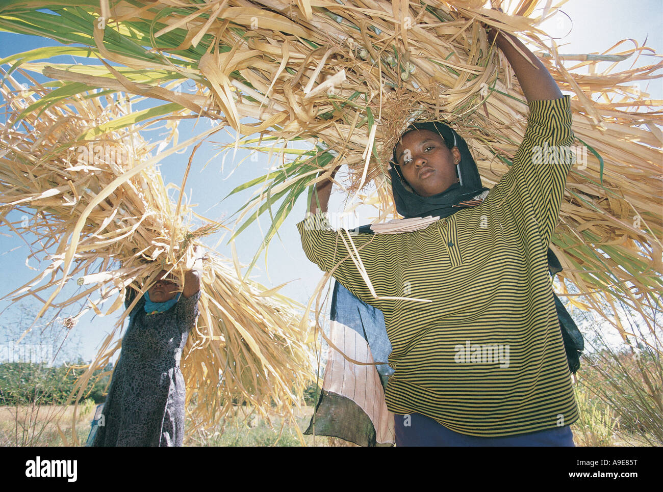 Woman carrying elephant grass for animal fodder on her head Alemaya Ethiopia Stock Photo