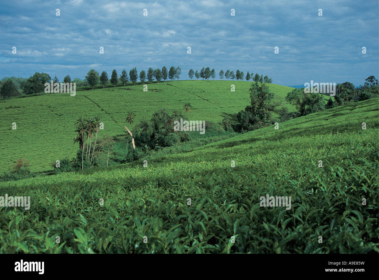 Hillsides covered in tea Wish Wish Tea Plantation Bonga Forest Ethiopia Stock Photo