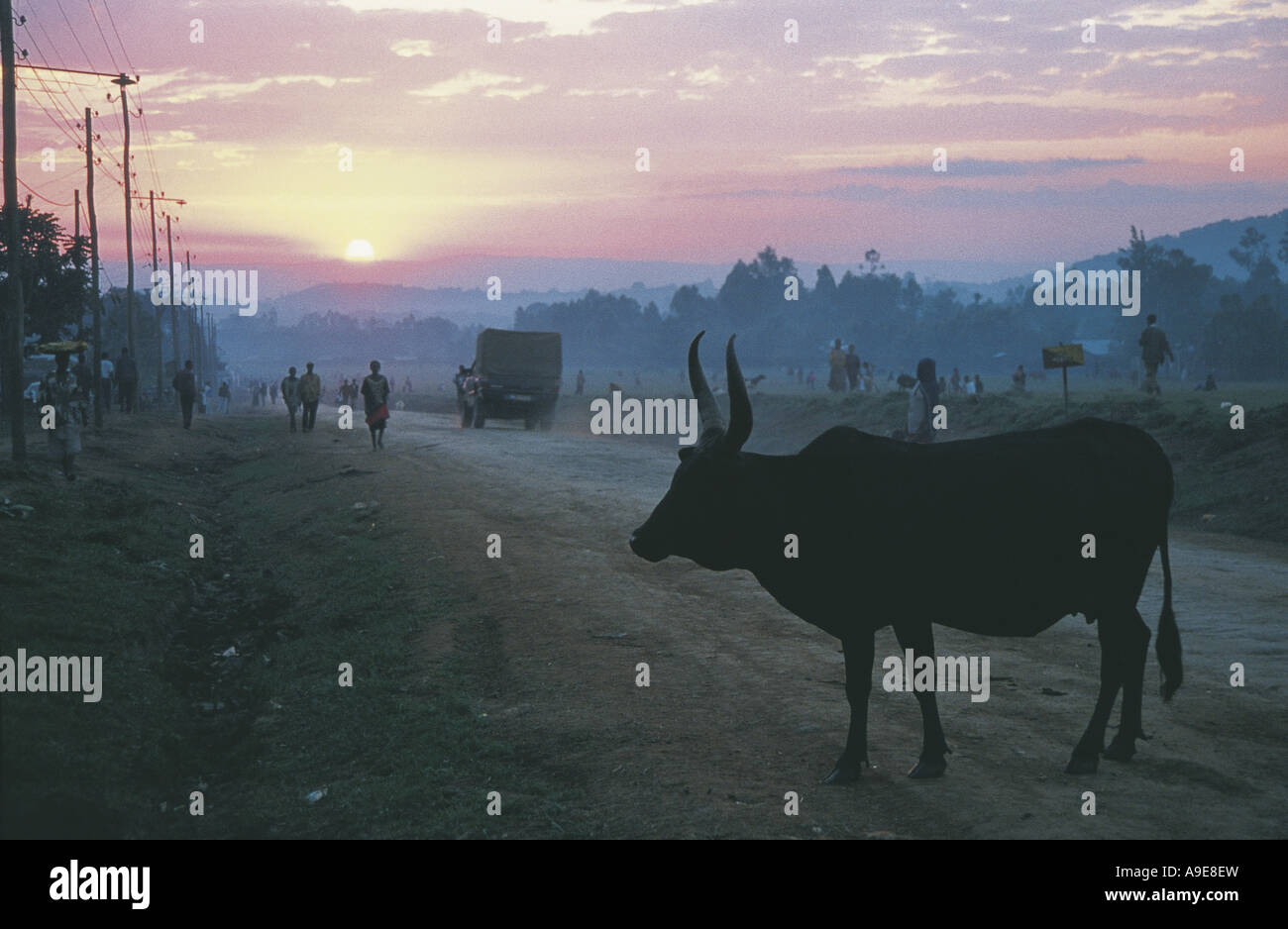 Moody shot of cow standing in the road in misty dawn Ethiopia Stock Photo
