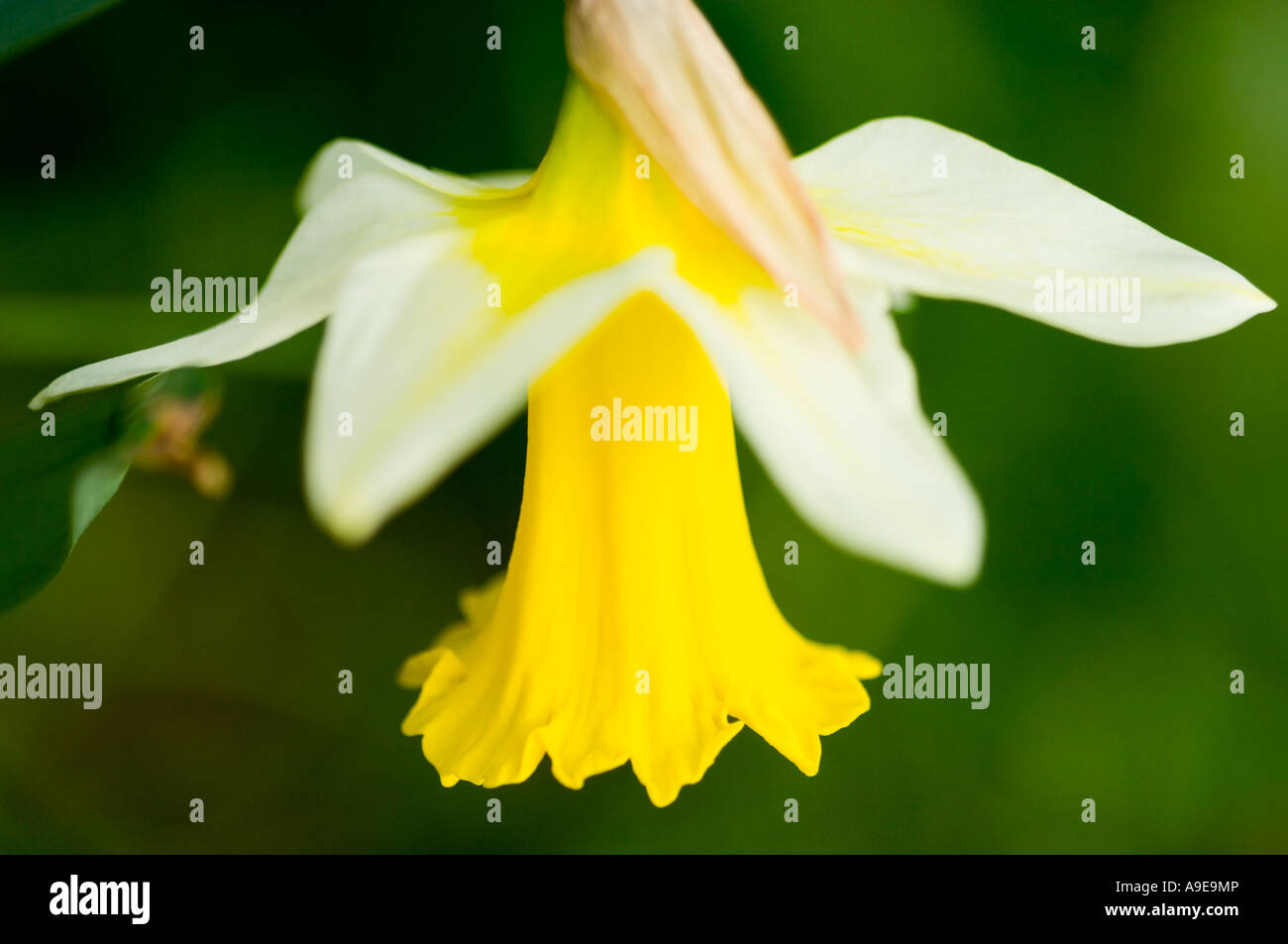 Daffodil Narcissus flower blooming in the Spring Stock Photo