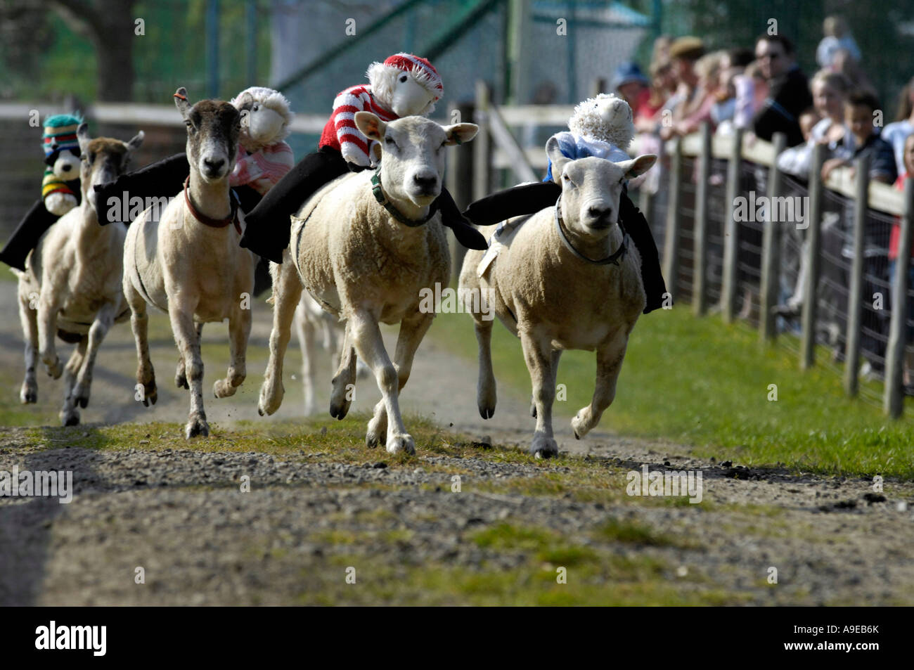 sheep practise for the Grand National sheepstakes sheep race at the Big