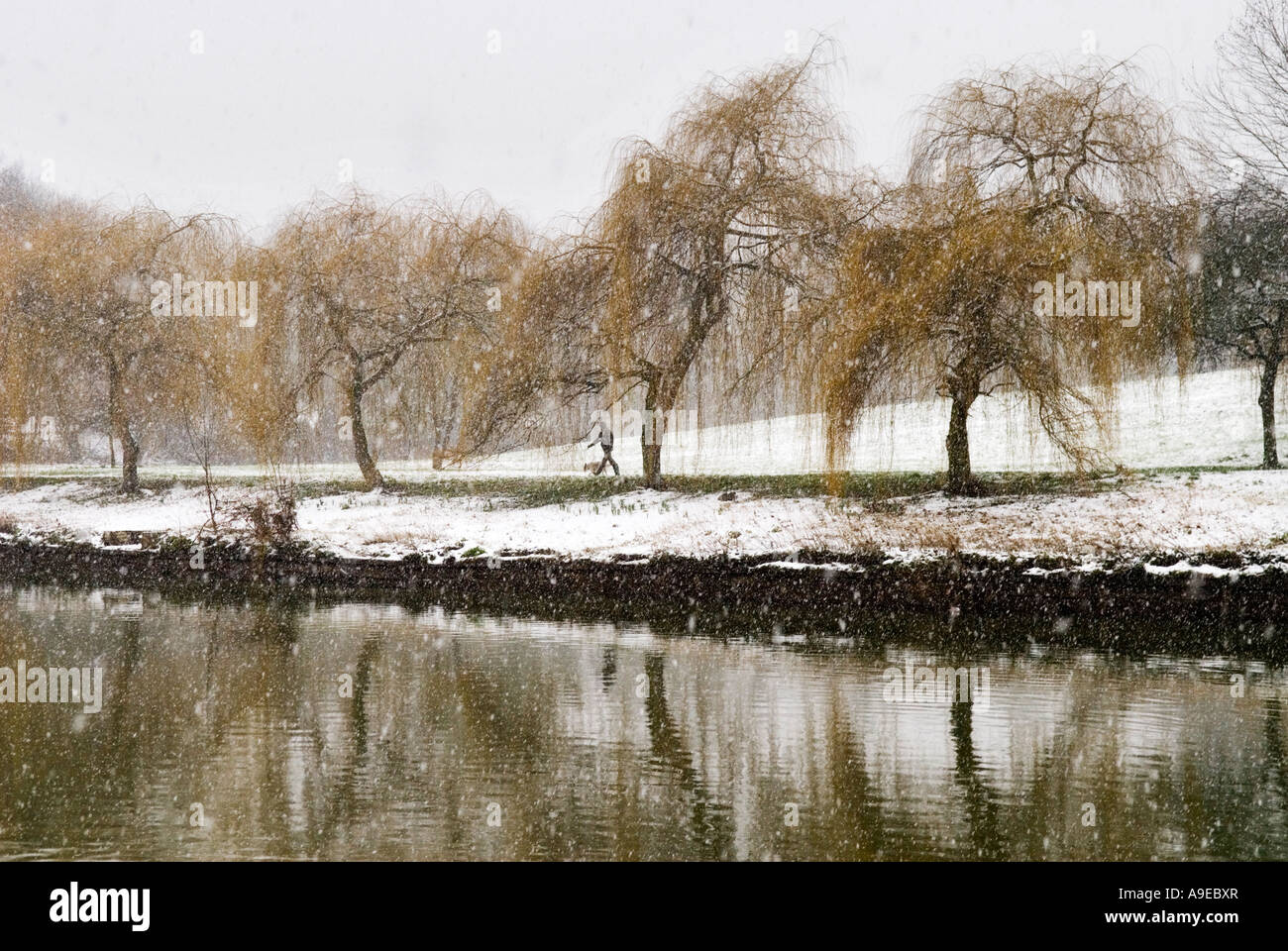 Dog walker, River Severn, Shrewsbury, Shropshire, England Stock Photo