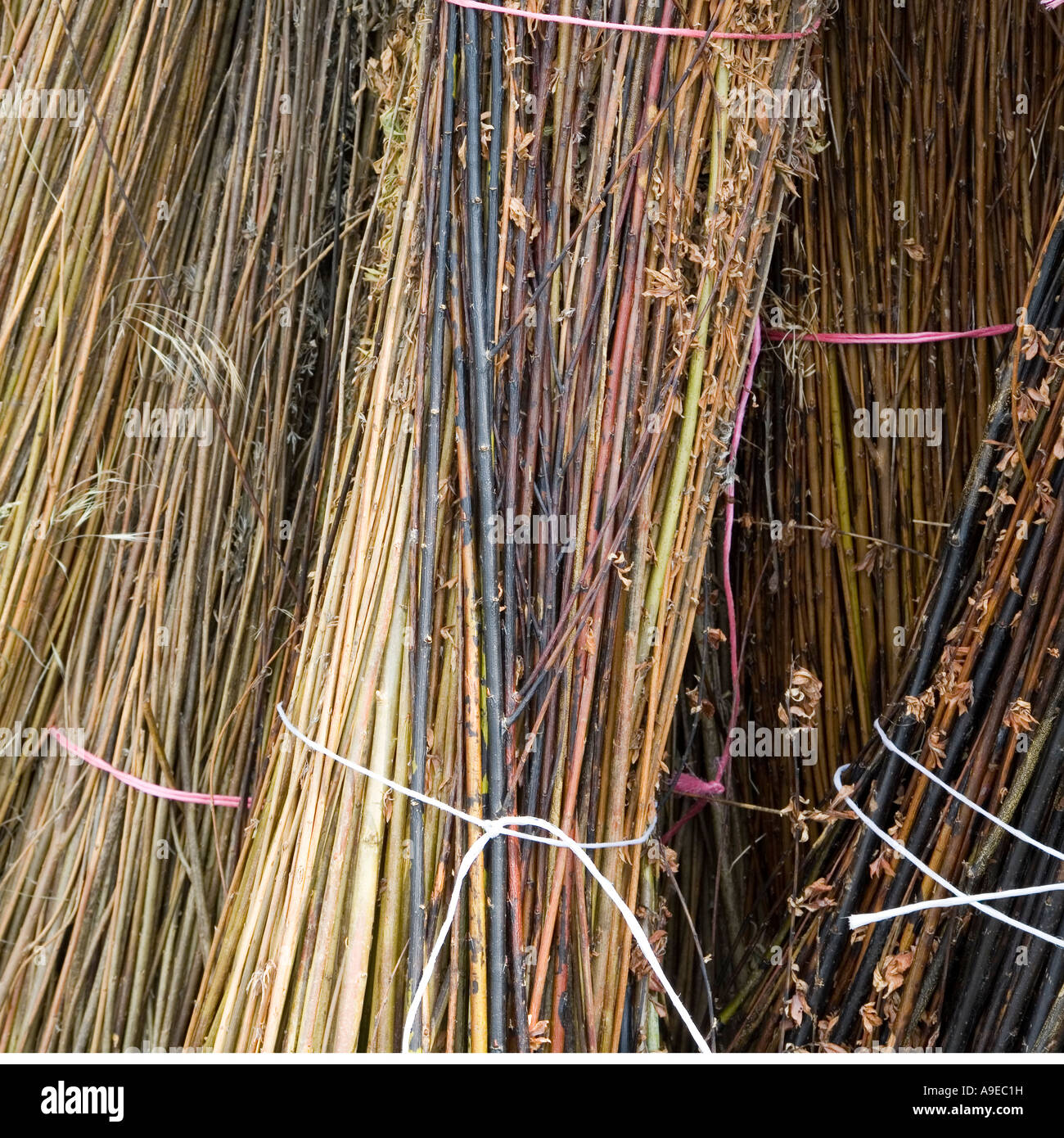 Bundles of cut willow branches grown for basket making Wales UK Stock