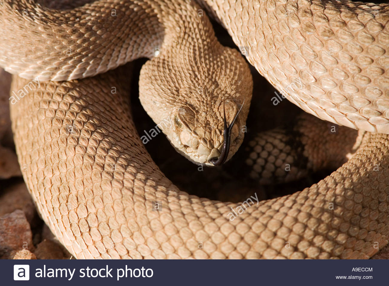 Western Diamond Backed Rattlesnake Crotalus Atrox High Resolution Stock ...