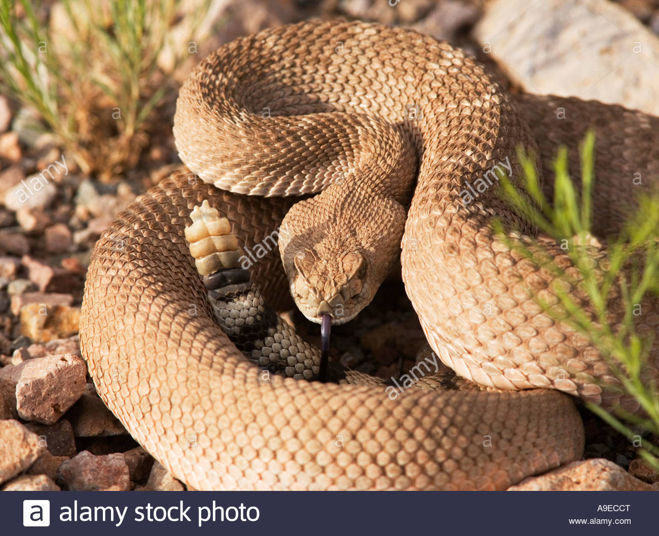 Western Diamond Backed Rattlesnake Crotalus Atrox High Resolution Stock ...