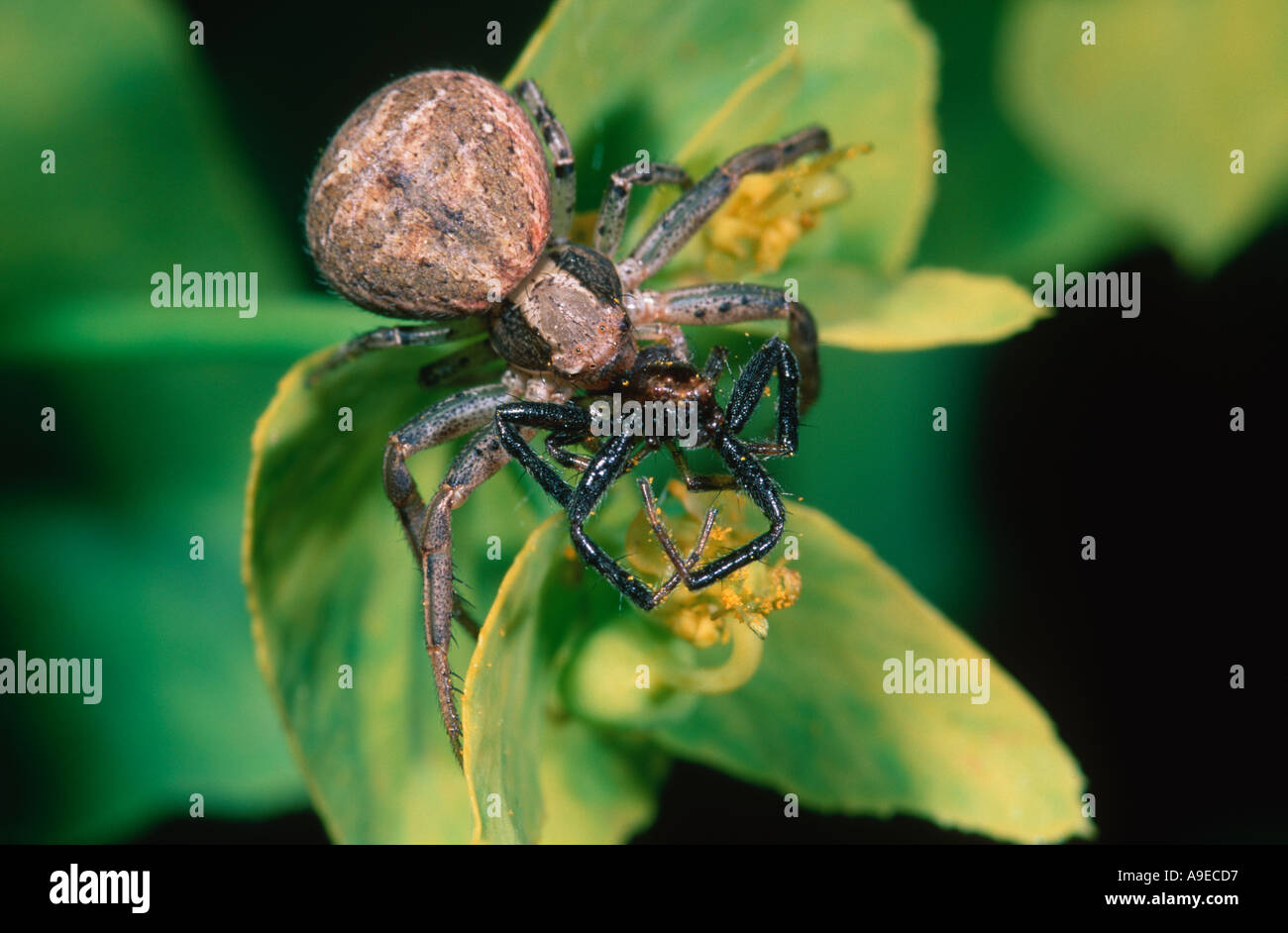 Large Crab Spider Thomisiidae feeding on another spider Stock Photo