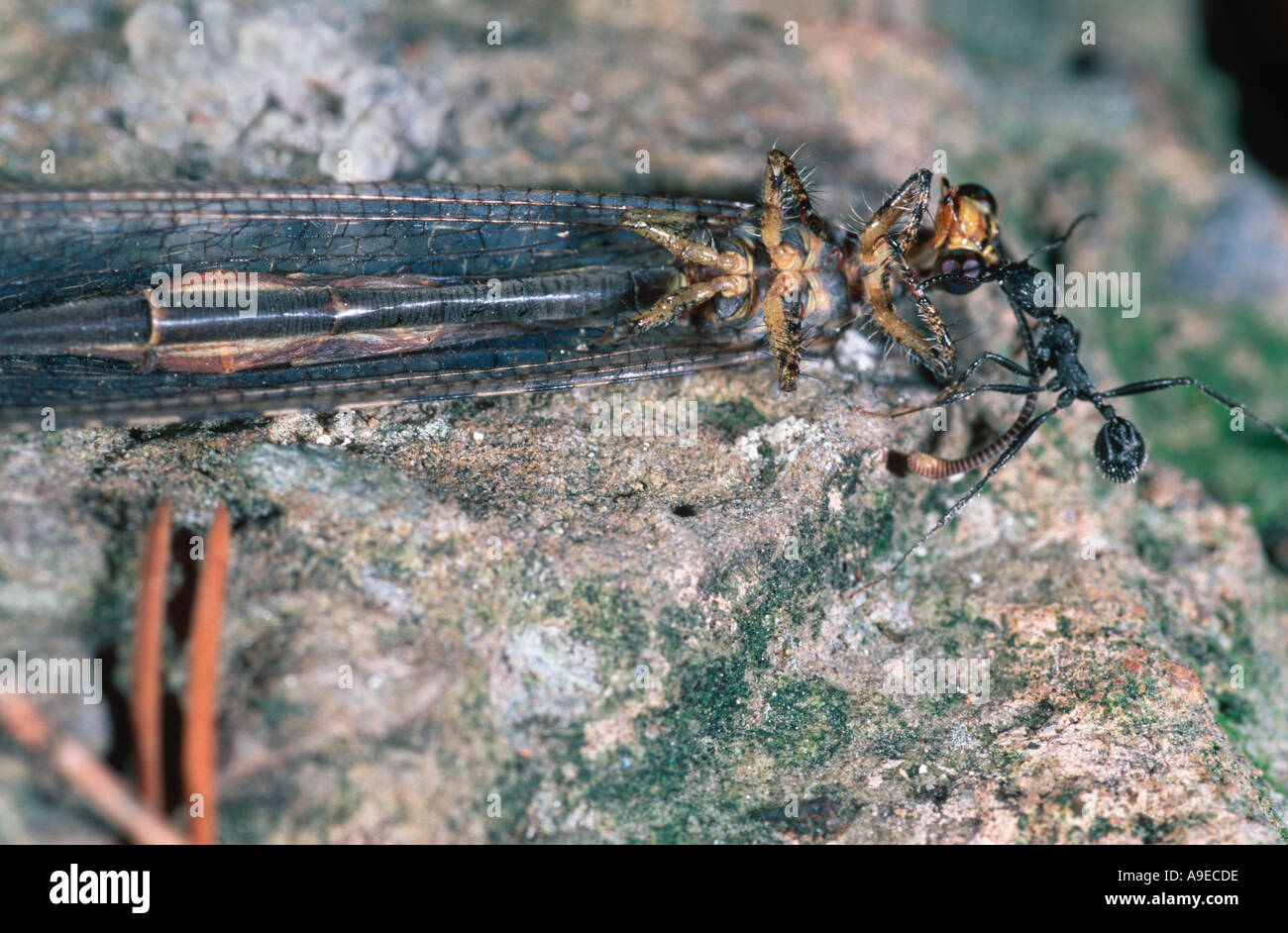 Ant towing a dead Neuropteran Stock Photo