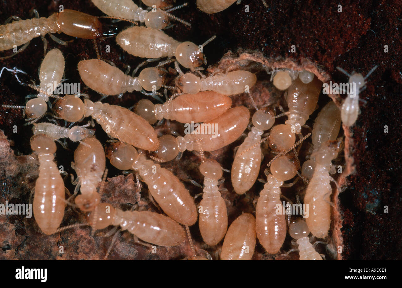 European termite colony Reticulitermes lucifugus within decaying timber