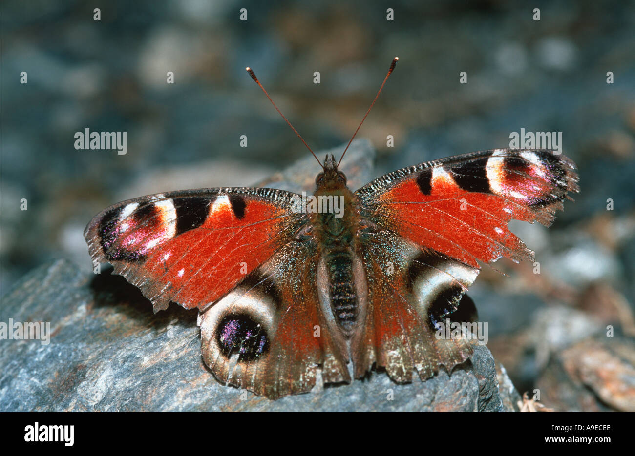 Inachis io butterfly Stock Photo