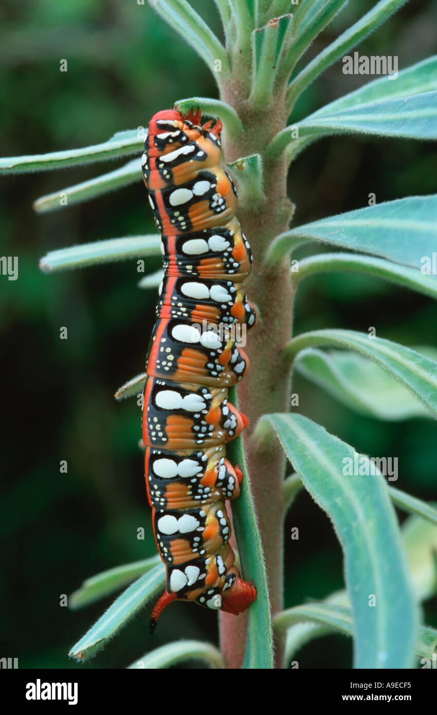 https://c8.alamy.com/comp/A9ECF5/leafy-spurge-hawk-moth-hyles-euphorbiae-larvae-feeding-on-euphorbia-A9ECF5.jpg