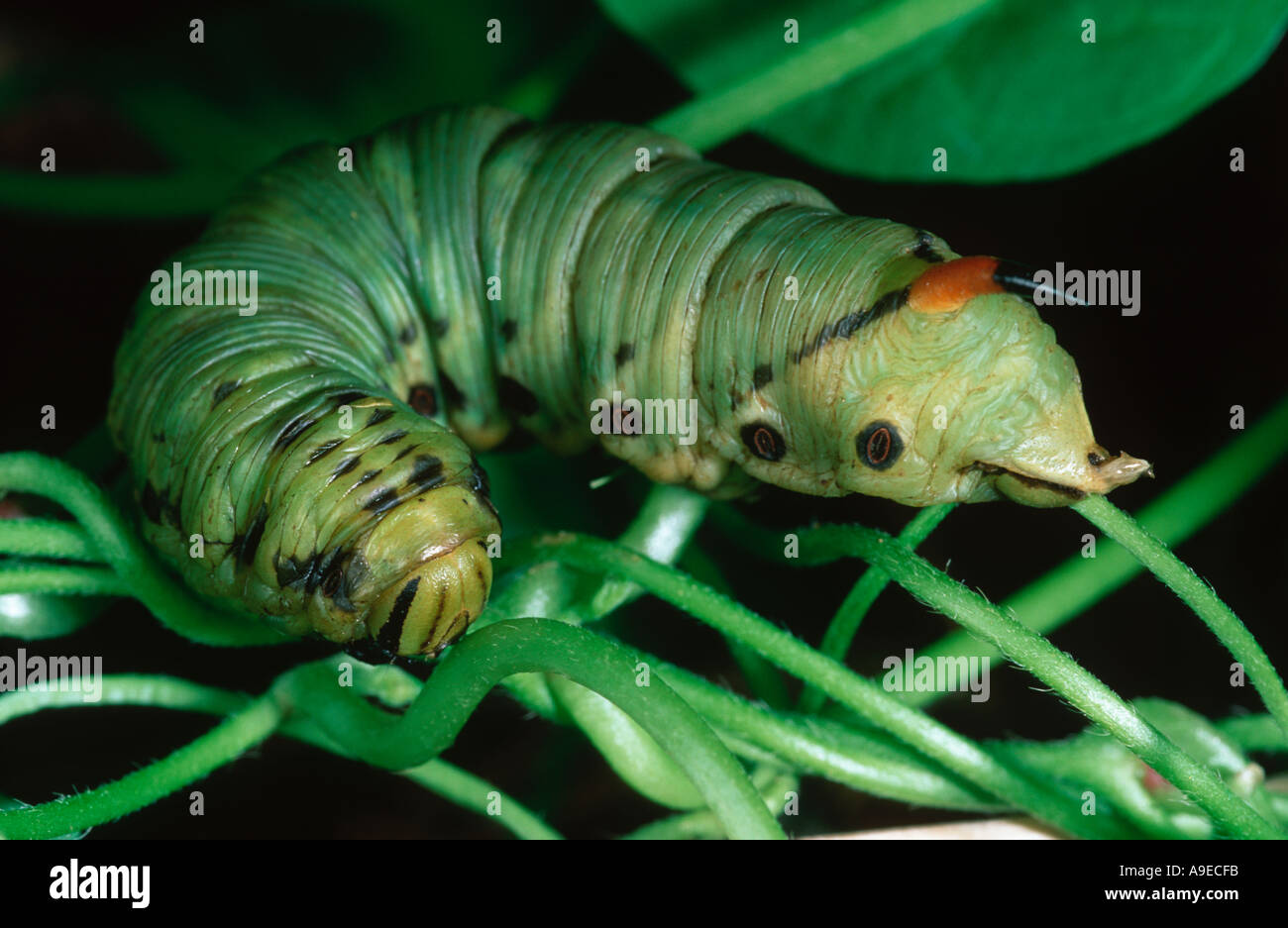 Convolvulus Hawk Moth Hyles convolvuli caterpillar Stock Photo Alamy