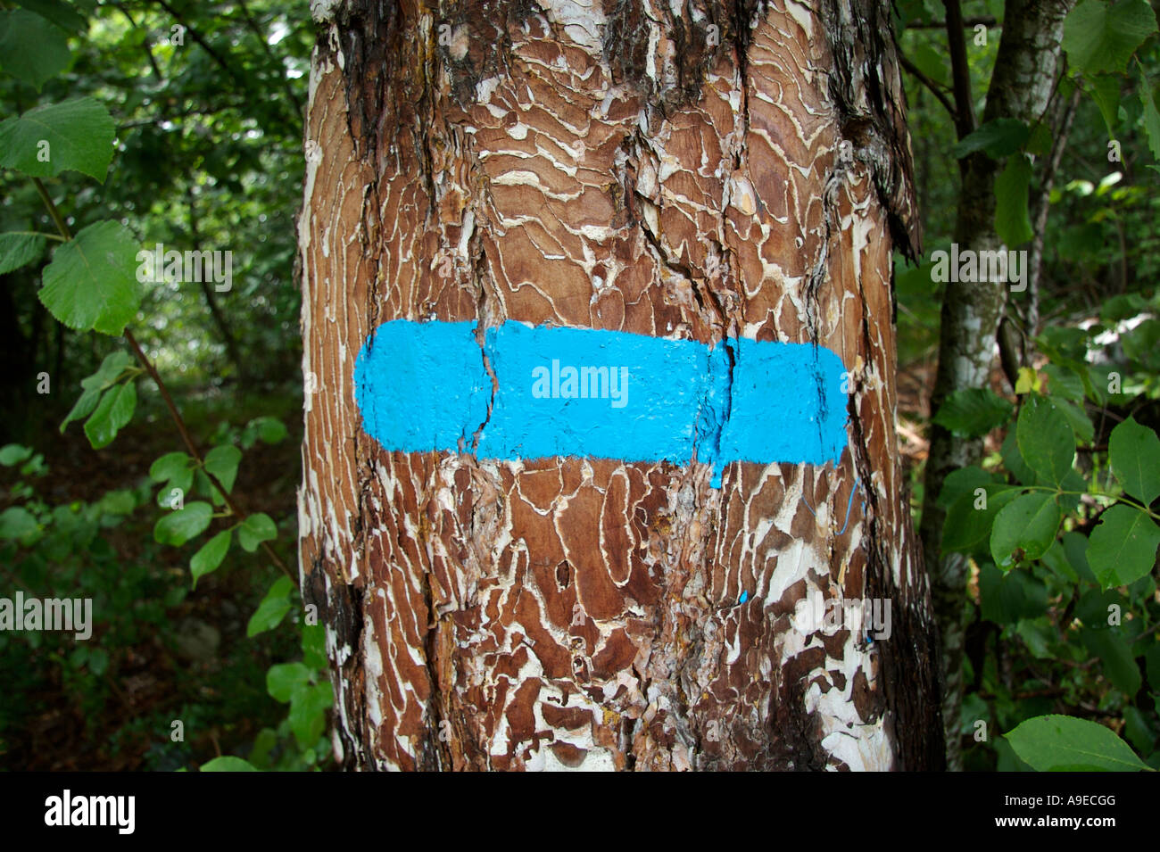 Hiking trail signed on a tree Stock Photo